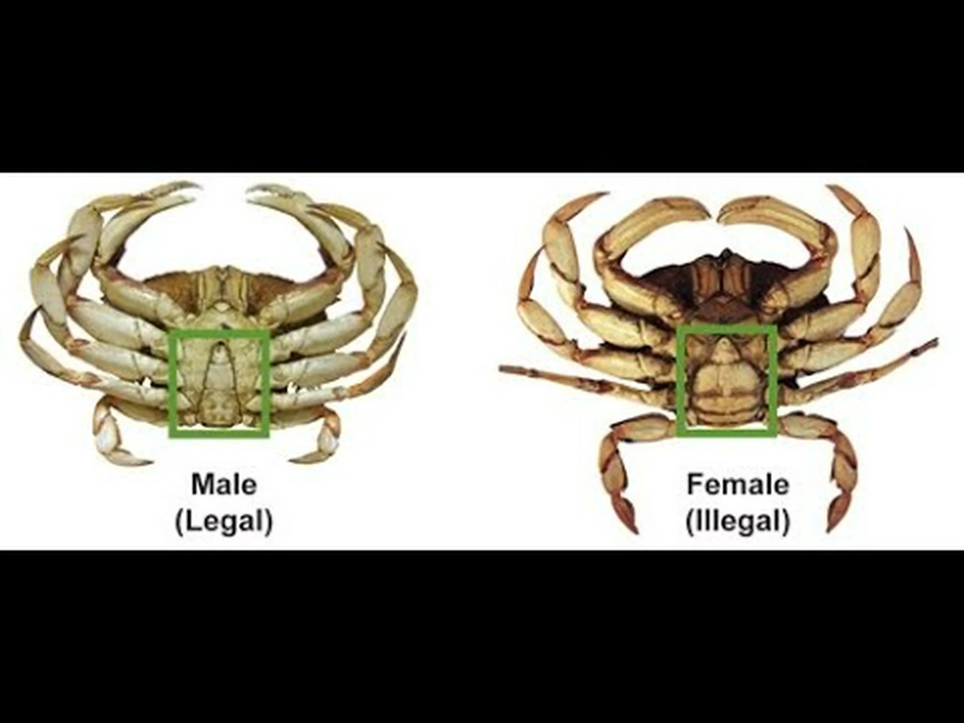 ロッククラブとダンジネス: それぞれを識別するための 6 つの違い ロッククラブとダンジネス: それぞれを識別するための 6 つの違い