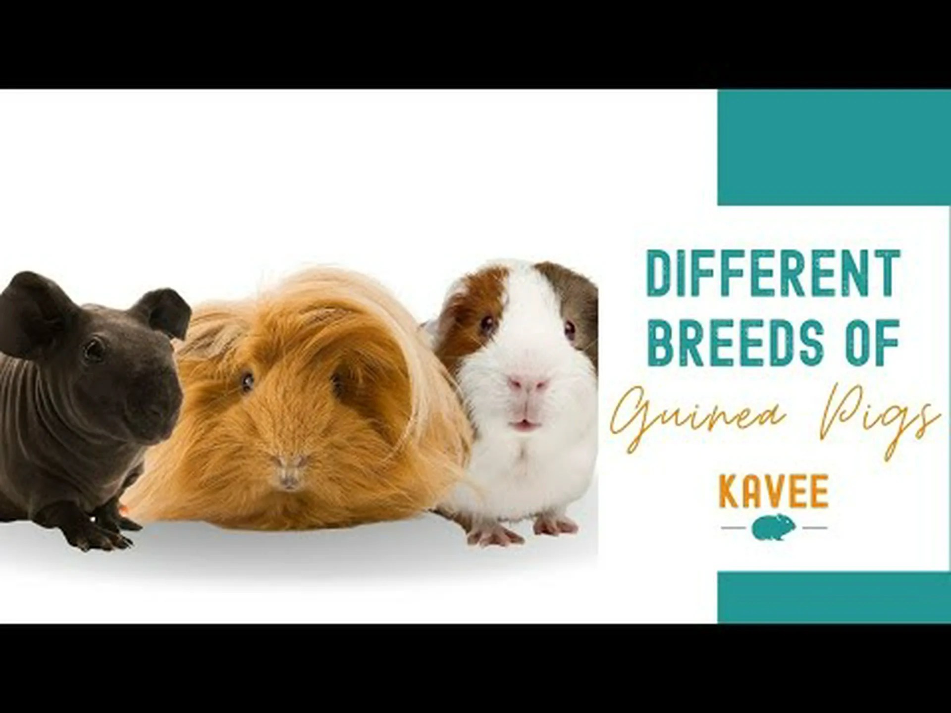 モルモットの種類: モルモットの品種に関する究極のガイド モルモットの種類: モルモットの品種に関する究極のガイド