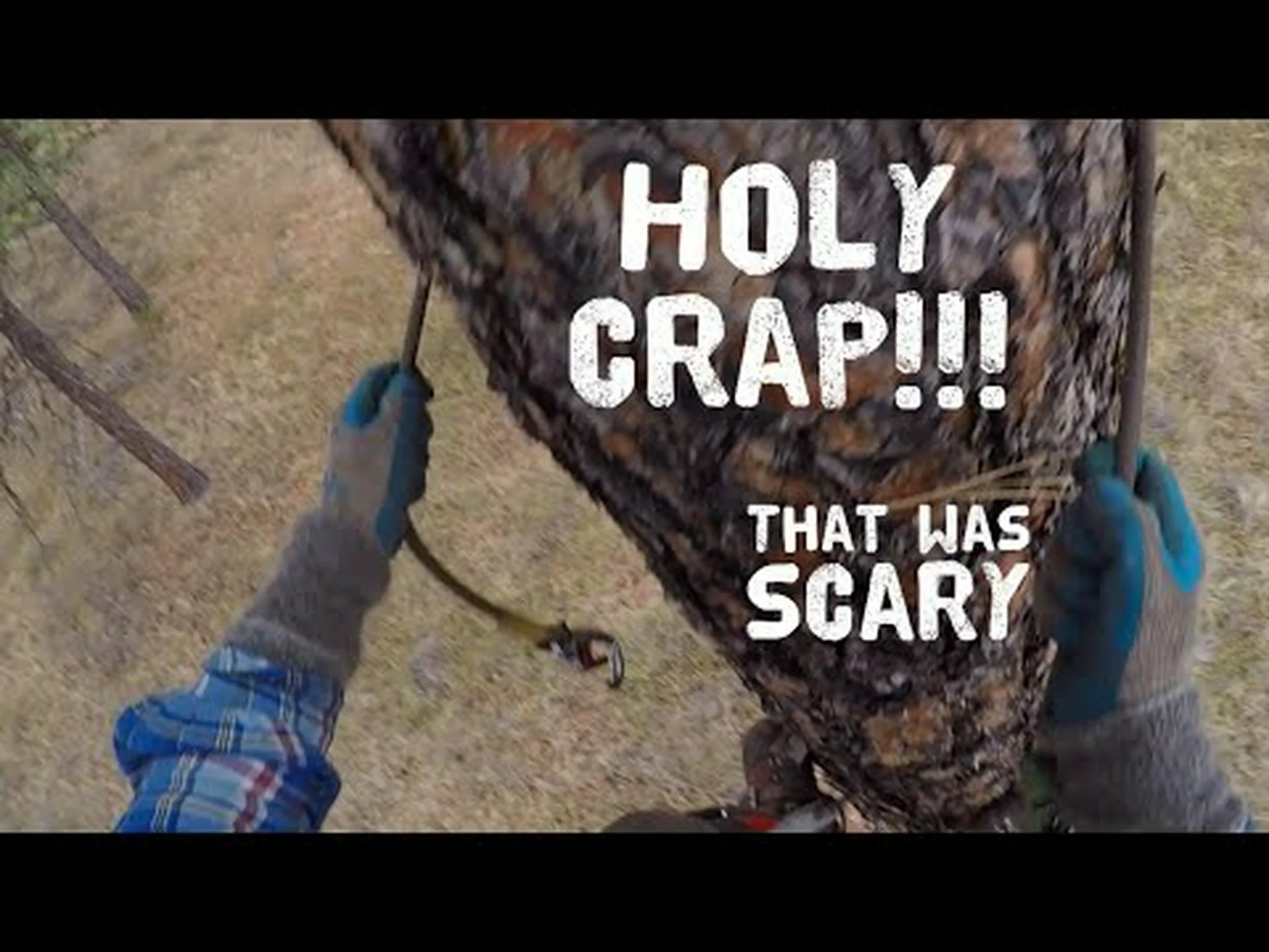 上空 30 フィートでクーガーと対峙する木登り師の様子をご覧ください 上空 30 フィートでクーガーと対峙する木登り師の様子をご覧ください