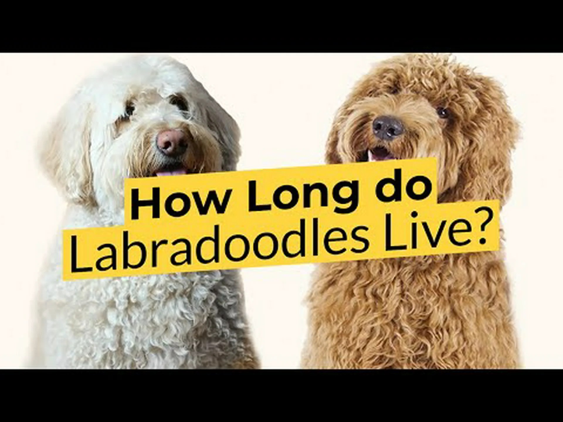 ラブラドゥードルの寿命: ラブラドゥードルはどのくらい生きますか? ラブラドゥードルの寿命: ラブラドゥードルはどのくらい生きますか?