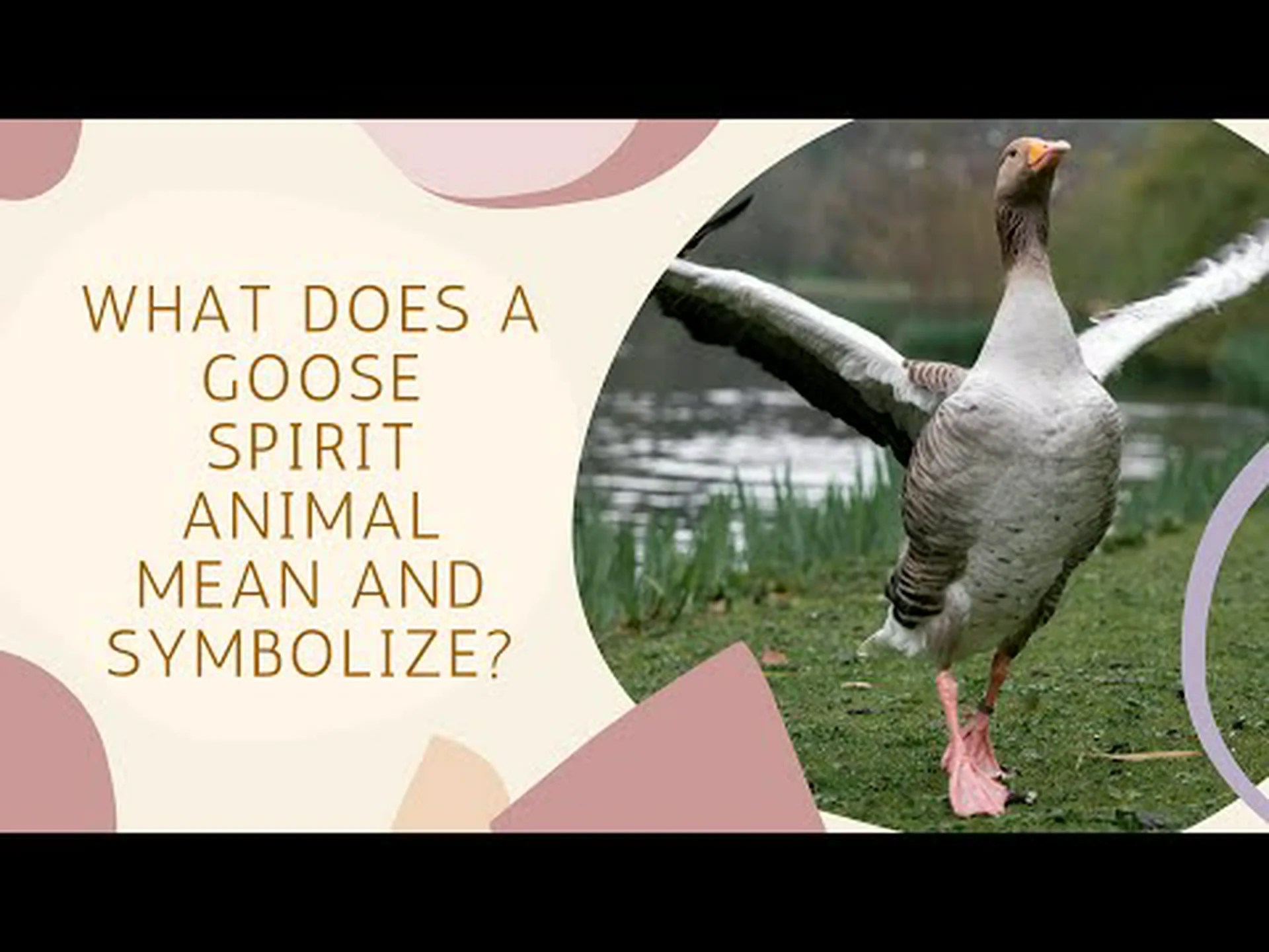ガチョウの精霊の動物の象徴性と意味 ガチョウの精霊の動物の象徴性と意味