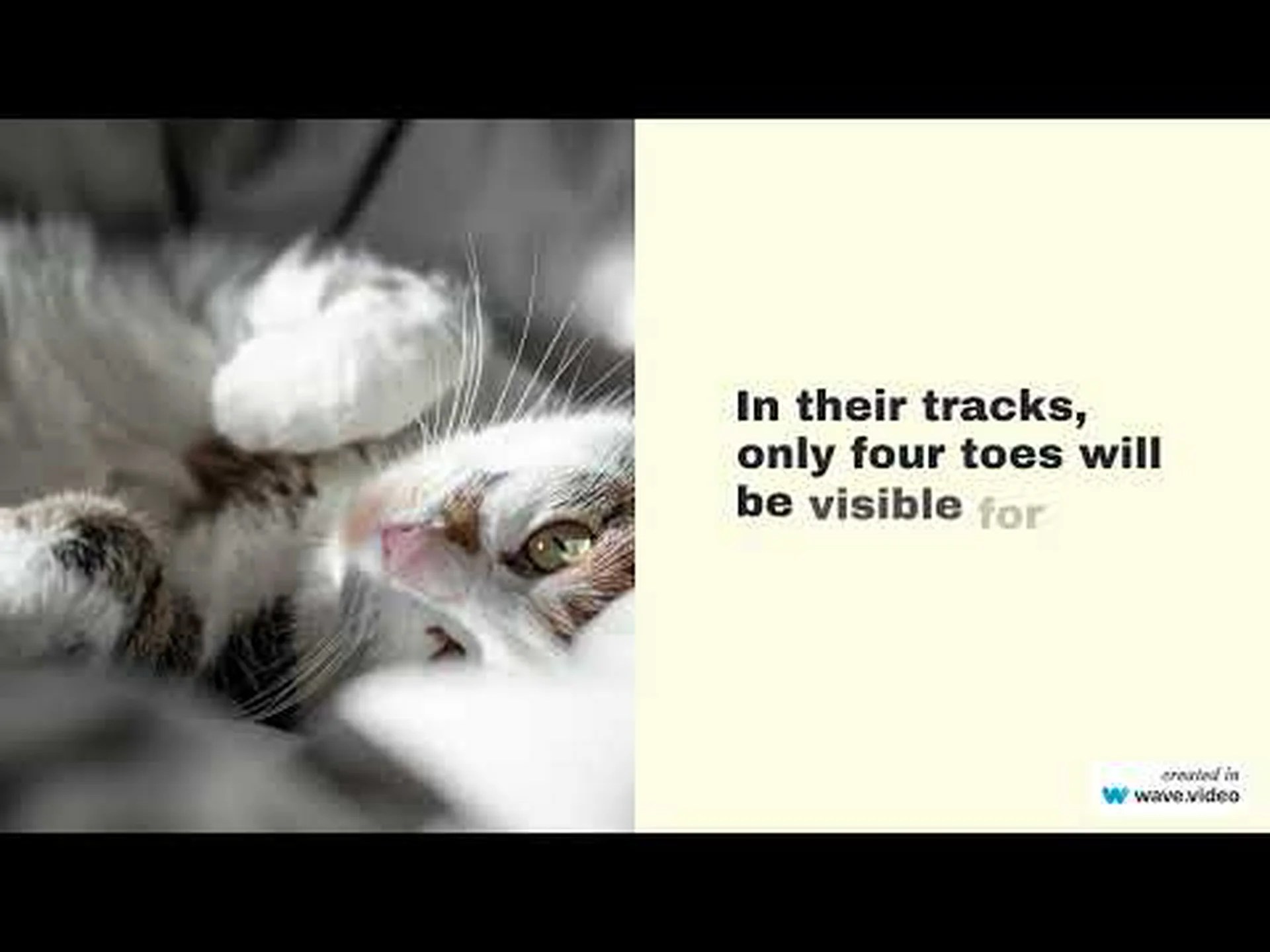 ヤマアラシの足跡: 雪、泥などの識別ガイド ヤマアラシの足跡: 雪、泥などの識別ガイド