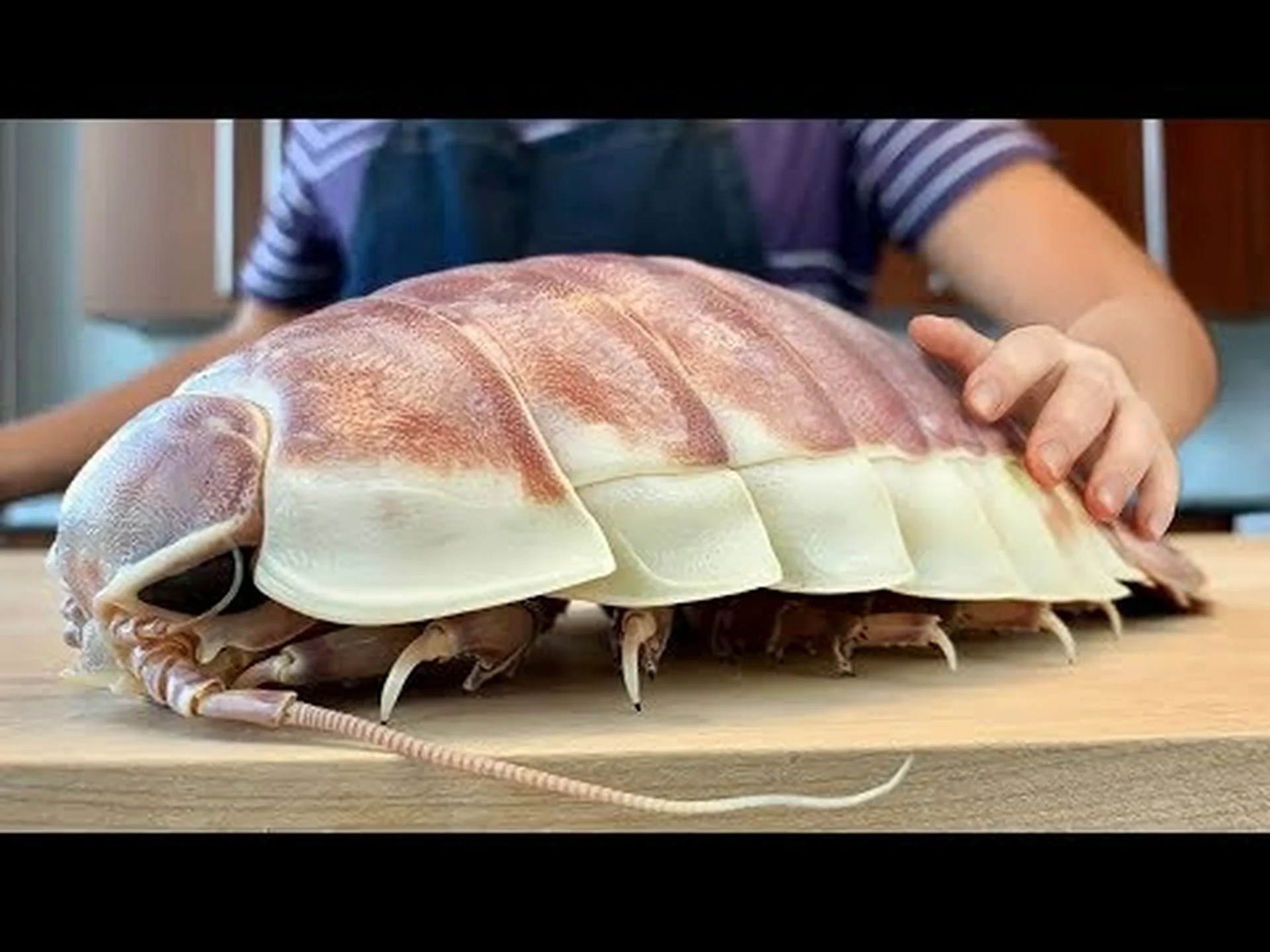 ゴーファーに関する 10 の驚くべき事実 ゴーファーに関する 10 の驚くべき事実