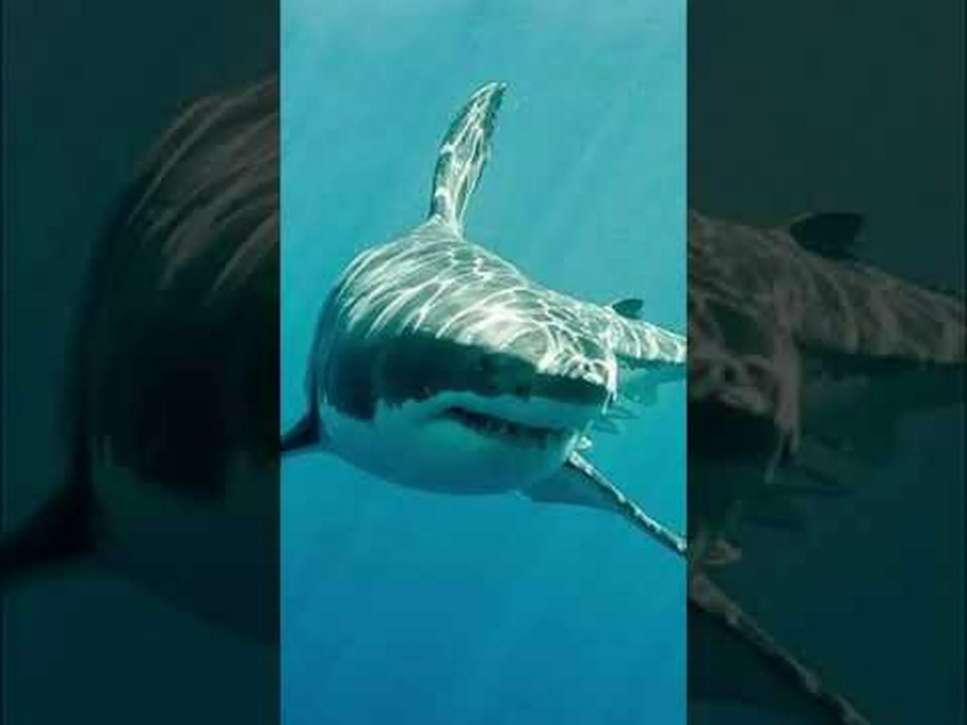 水族館のホホジロザメの全歴史 (198 日以上生きたことはありません!) 水族館のホホジロザメの全歴史 (198 日以上生きたことはありません!)