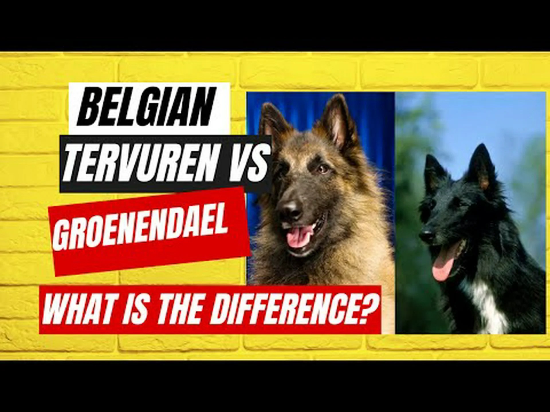 ベルギーのテルビュレン対グローネンダール: 両者の違いは何ですか? ベルギーのテルビュレン対グローネンダール: 両者の違いは何ですか?