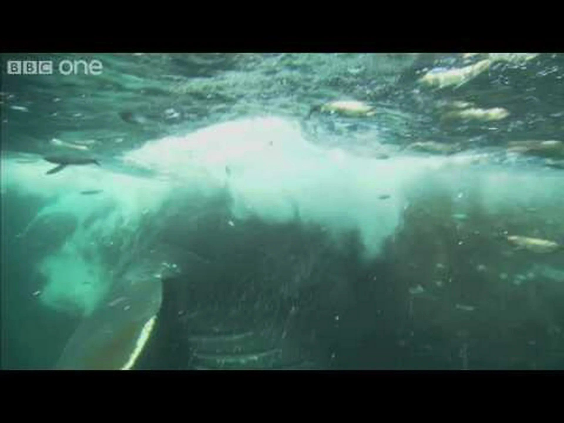 この巨大なザトウクジラが数百匹の魚を一気飲みする様子をご覧ください この巨大なザトウクジラが数百匹の魚を一気飲みする様子をご覧ください