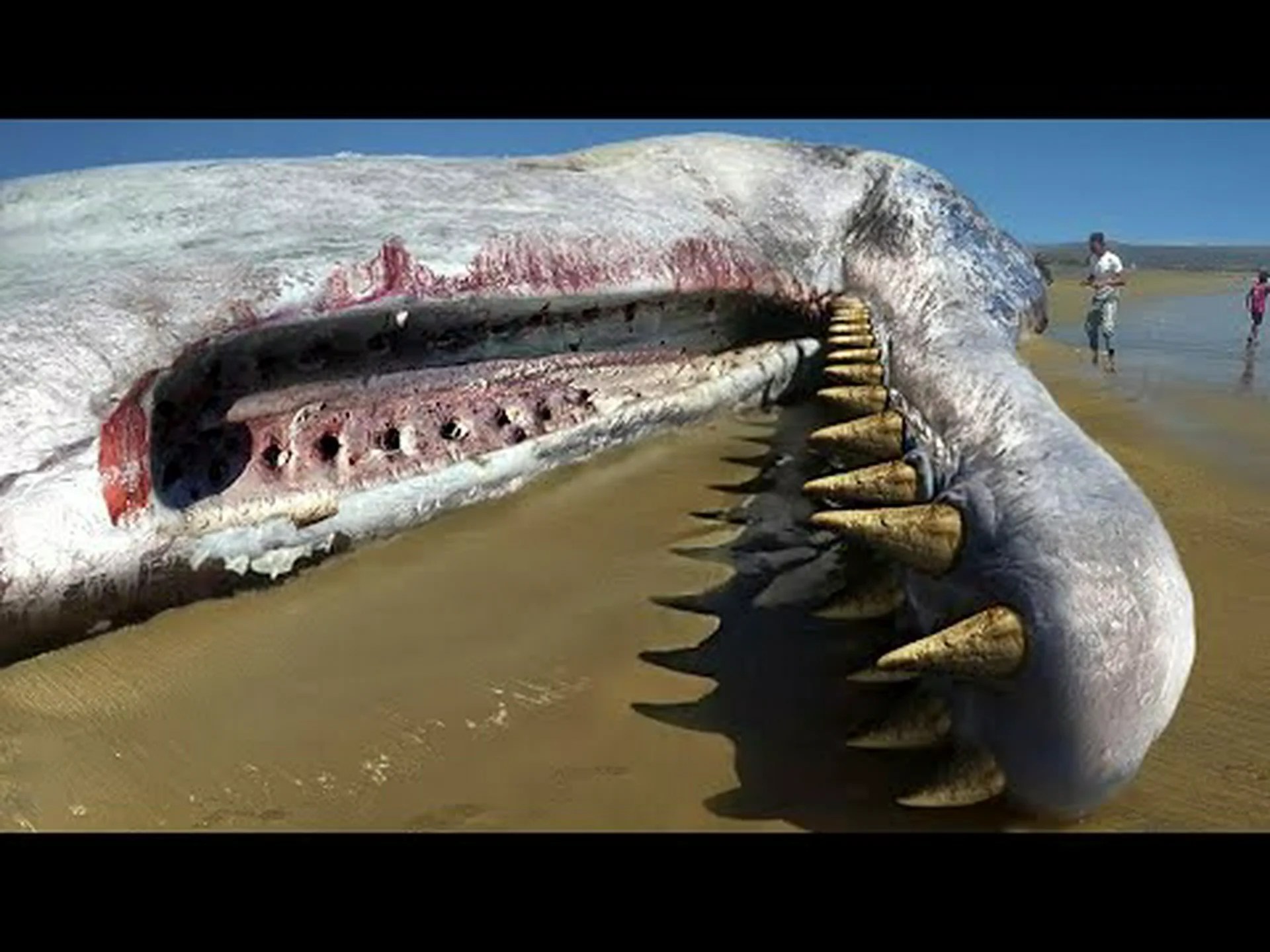 ニューヨークの海を泳ぐ 5 つの最も危険な動物を発見 ニューヨークの海を泳ぐ 5 つの最も危険な動物を発見