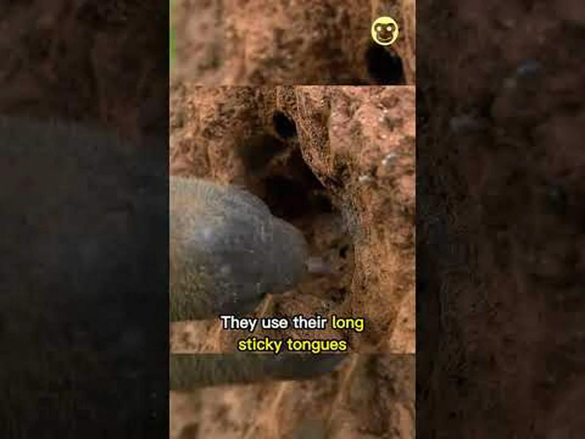 アリクイは何を食べますか?彼らの食生活の説明 アリクイは何を食べますか?彼らの食生活の説明