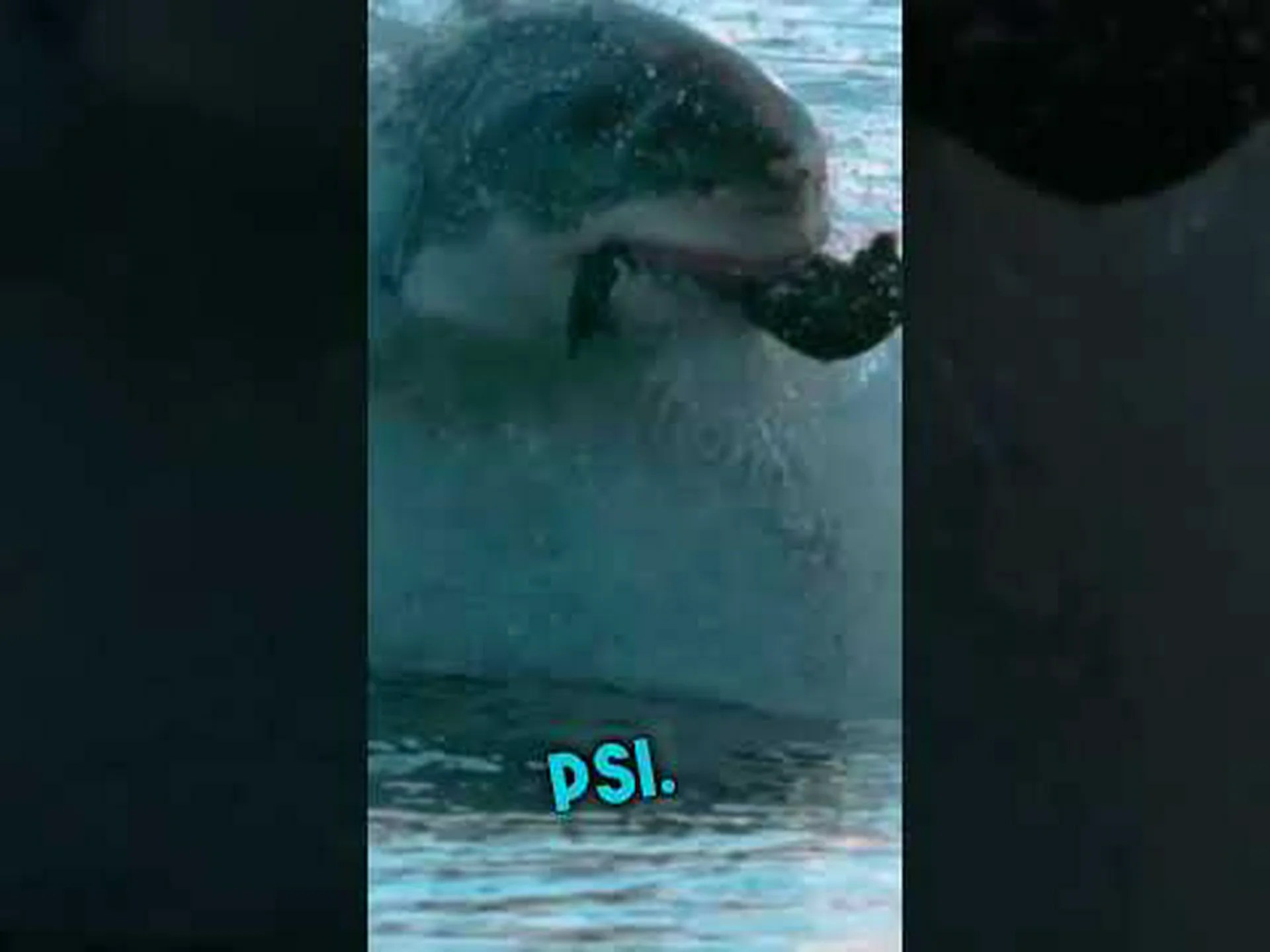 壮大な戦い: ホホジロザメ vs ダイオウイカ 壮大な戦い: ホホジロザメ vs ダイオウイカ