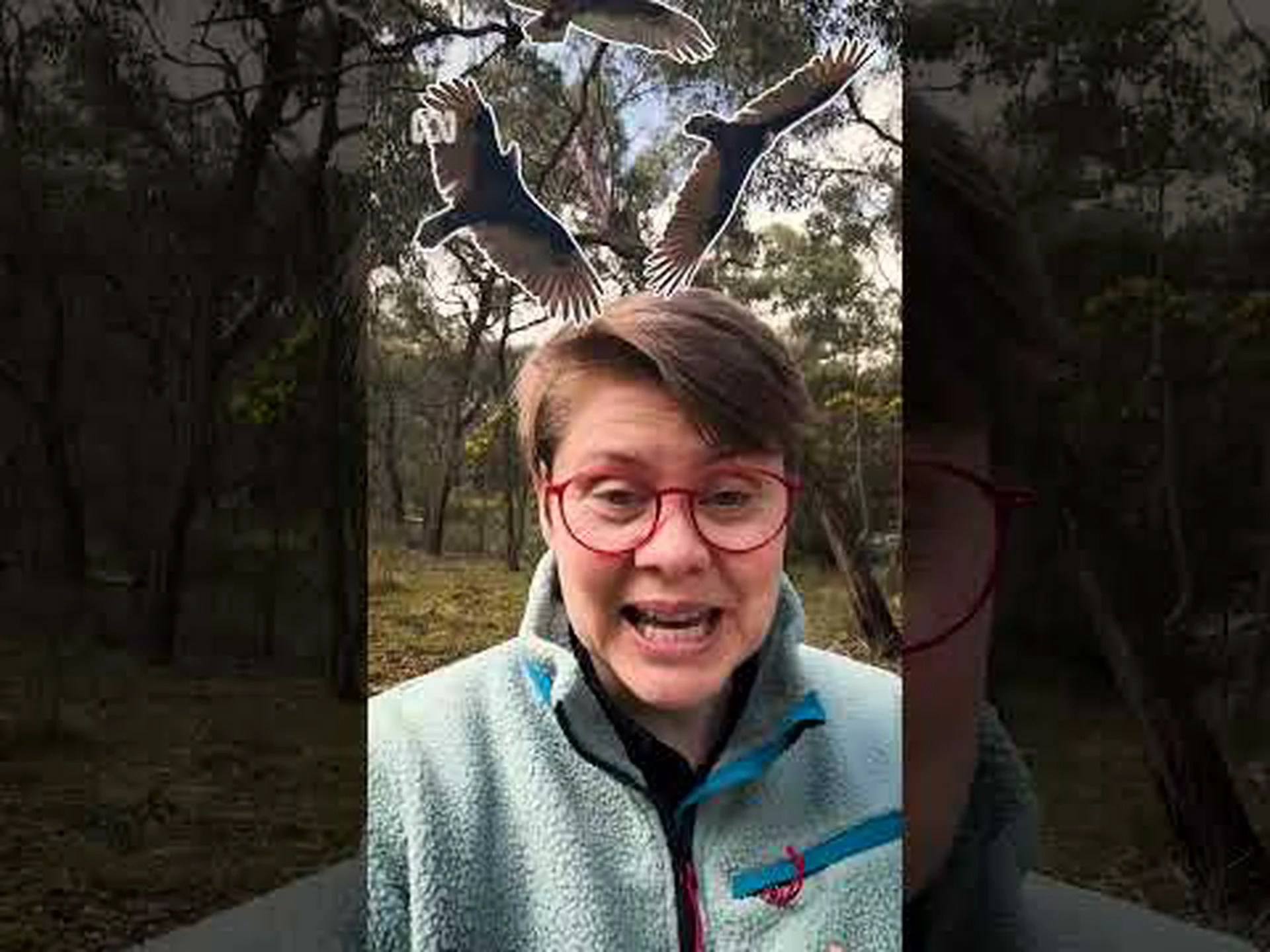 ハゲワシの群れ: その呼び名とハゲワシの群れの行動 ハゲワシの群れ: その呼び名とハゲワシの群れの行動