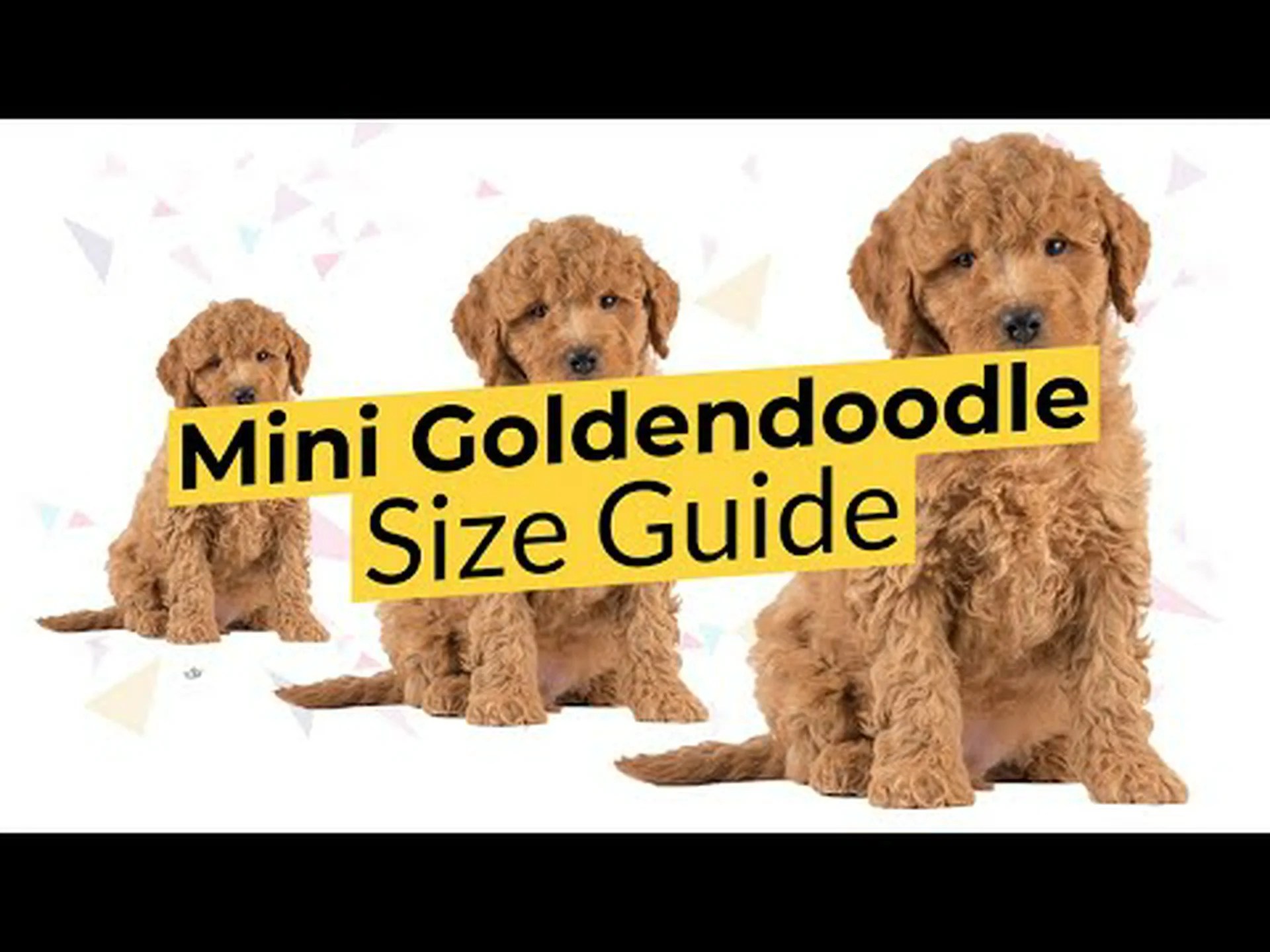 ミニゴールデンドゥードルはどれくらい大きくなりますか? ミニゴールデンドゥードルはどれくらい大きくなりますか?