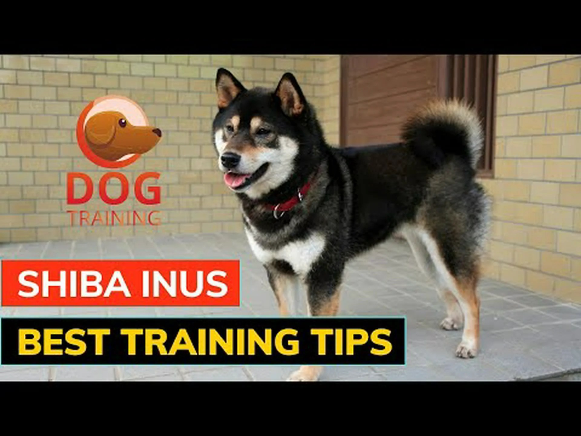 あなたの柴犬を訓練する方法: 7 つの最良の方法とヒント あなたの柴犬を訓練する方法: 7 つの最良の方法とヒント