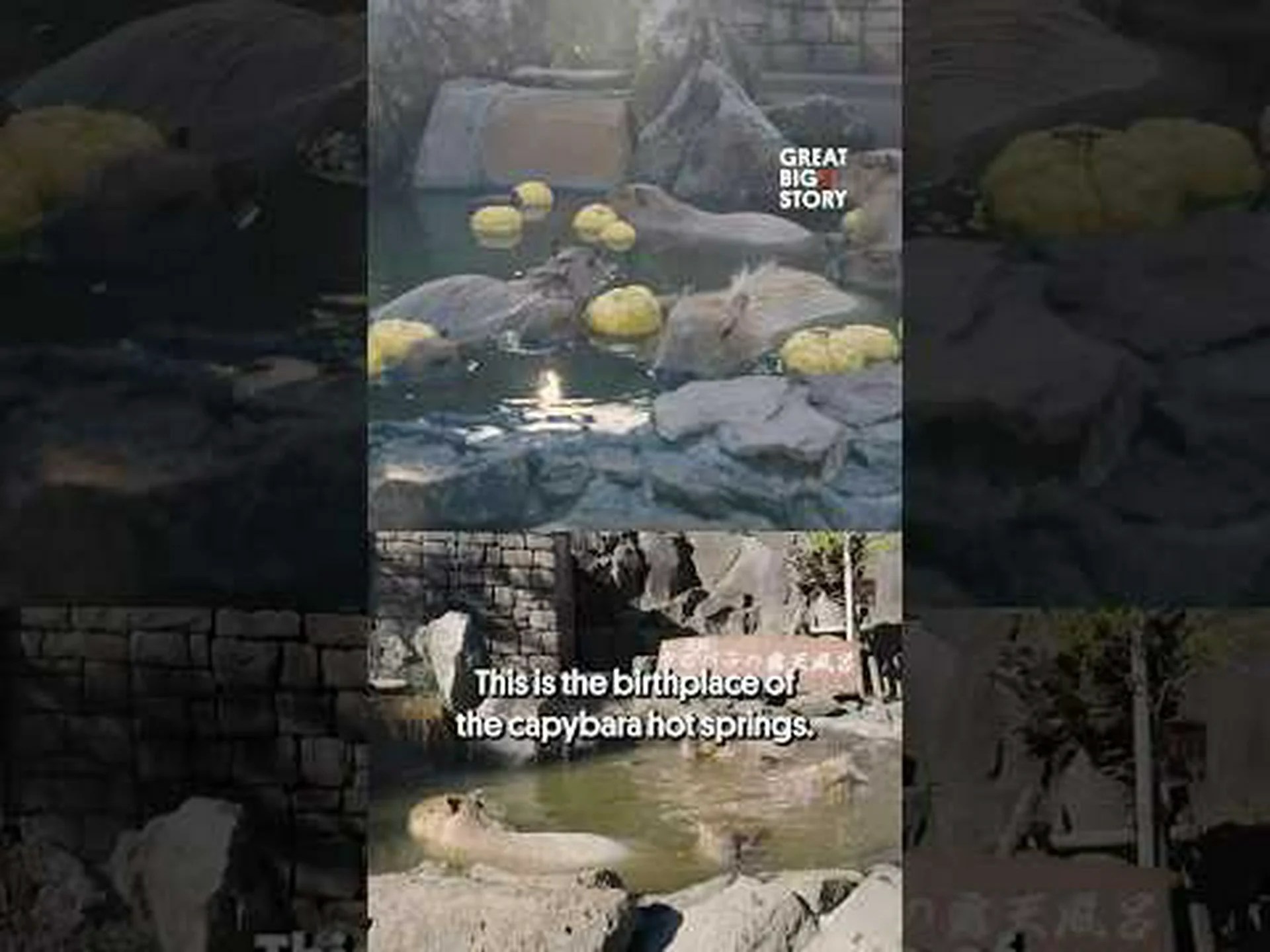 カピバラのうんこ:あなたが知りたかったすべて カピバラのうんこ:あなたが知りたかったすべて