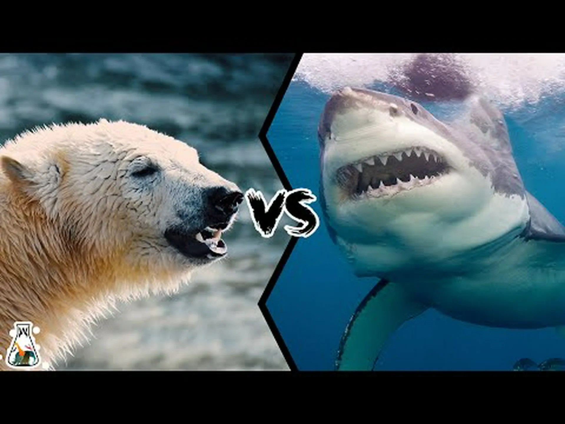 ホッキョクグマ vs ホホジロザメ: 戦ったらどちらの捕食者が勝つでしょうか? ホッキョクグマ vs ホホジロザメ: 戦ったらどちらの捕食者が勝つでしょうか?