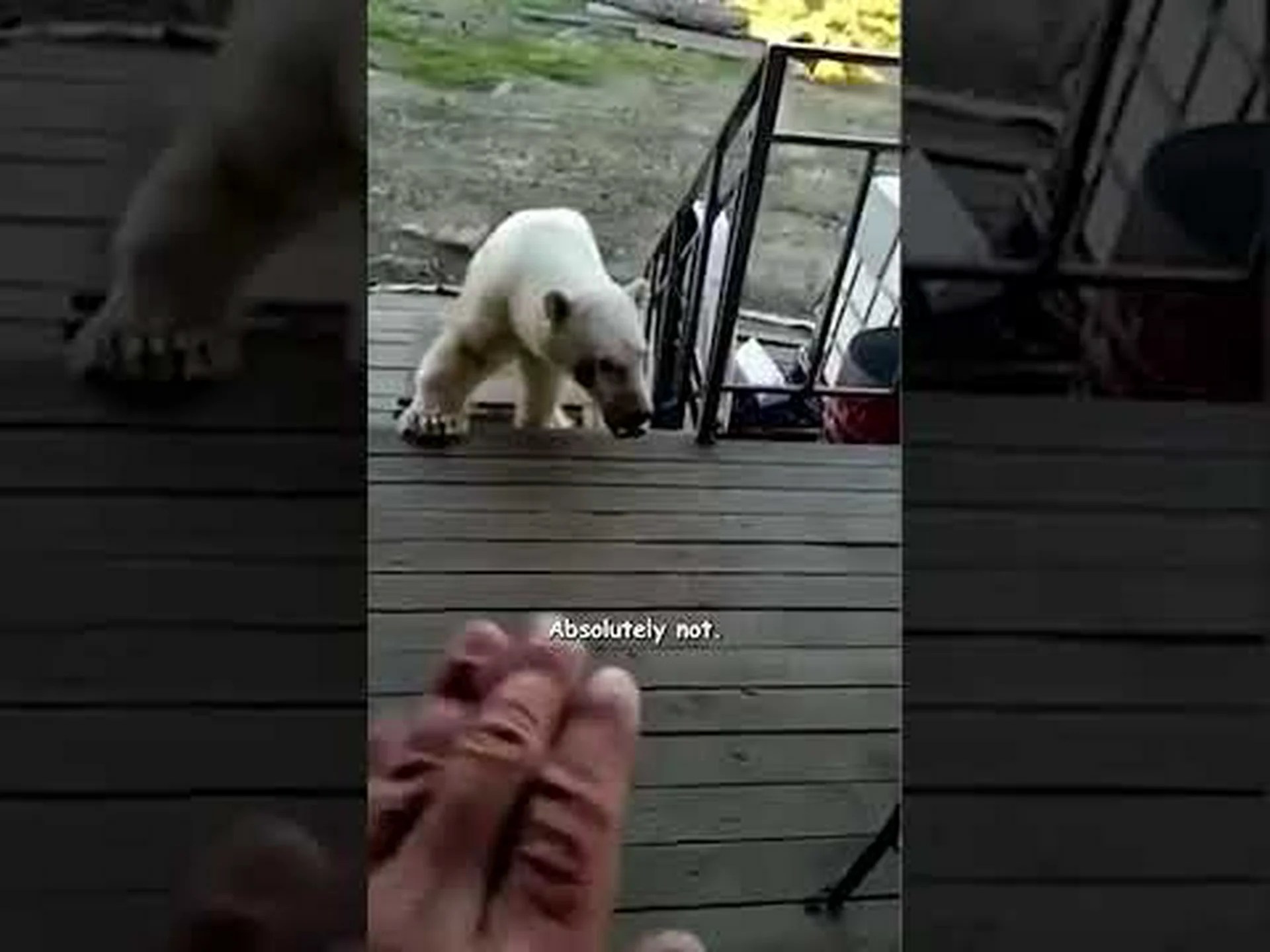 世界で最も勇敢な犬がシロクマを追い払う様子をご覧ください 世界で最も勇敢な犬がシロクマを追い払う様子をご覧ください