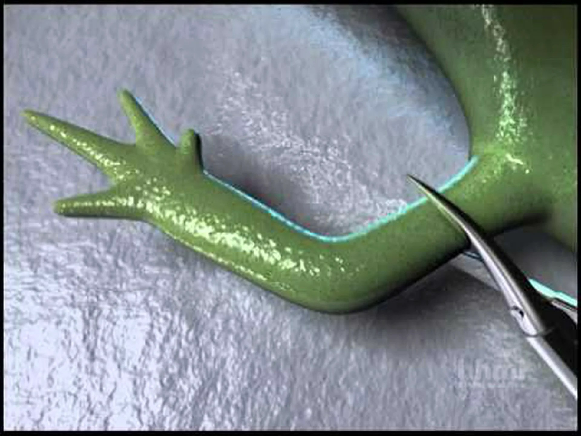 古代のサンショウウオを発見 奇妙な科学者たちも分類方法が分からない 古代のサンショウウオを発見 奇妙な科学者たちも分類方法が分からない