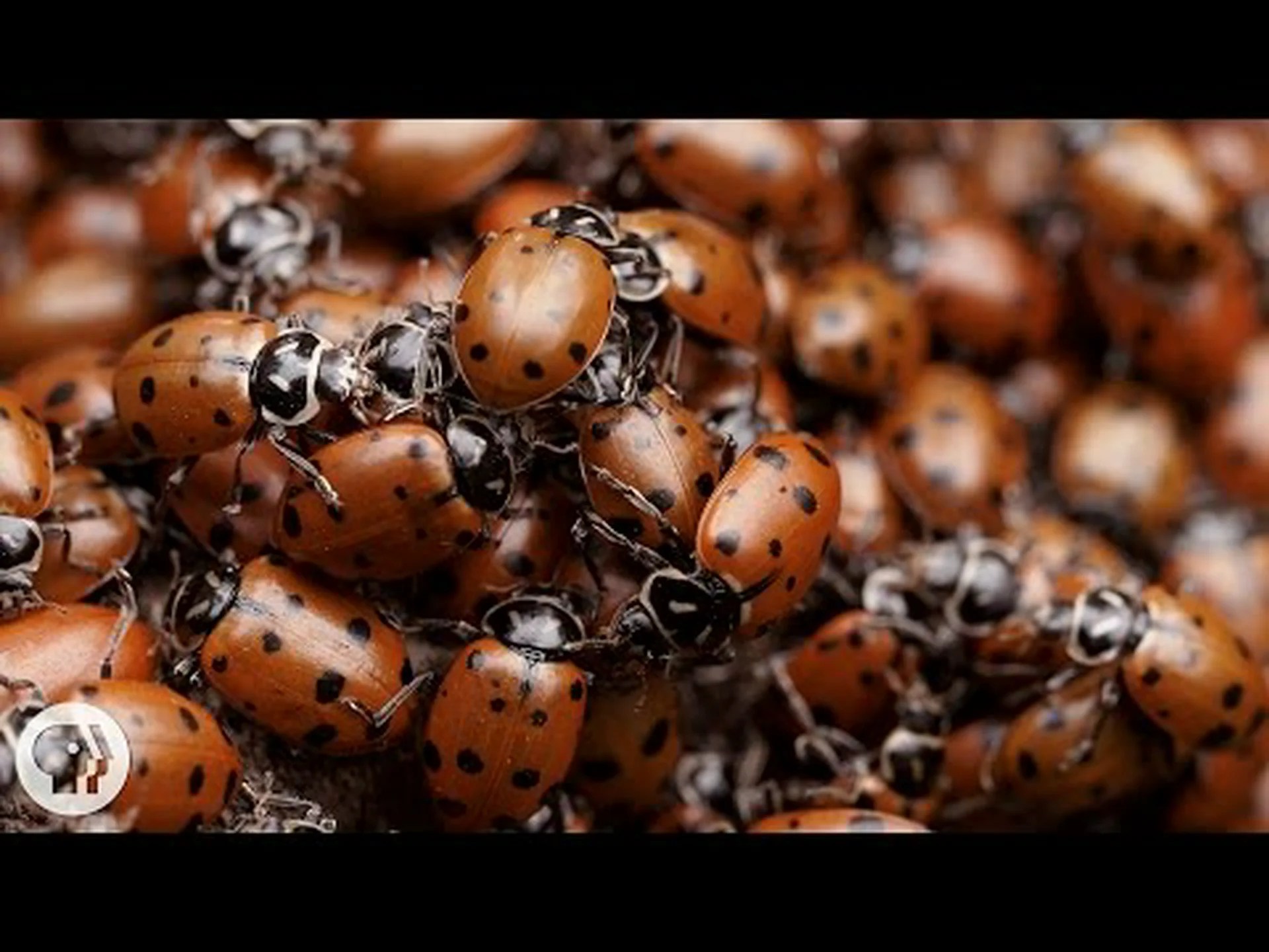 てんとう虫の発見 – 変異種、害虫の可能性、および駆除技術を認識するためのヒント てんとう虫の発見 – 変異種、害虫の可能性、および駆除技術を認識するためのヒント
