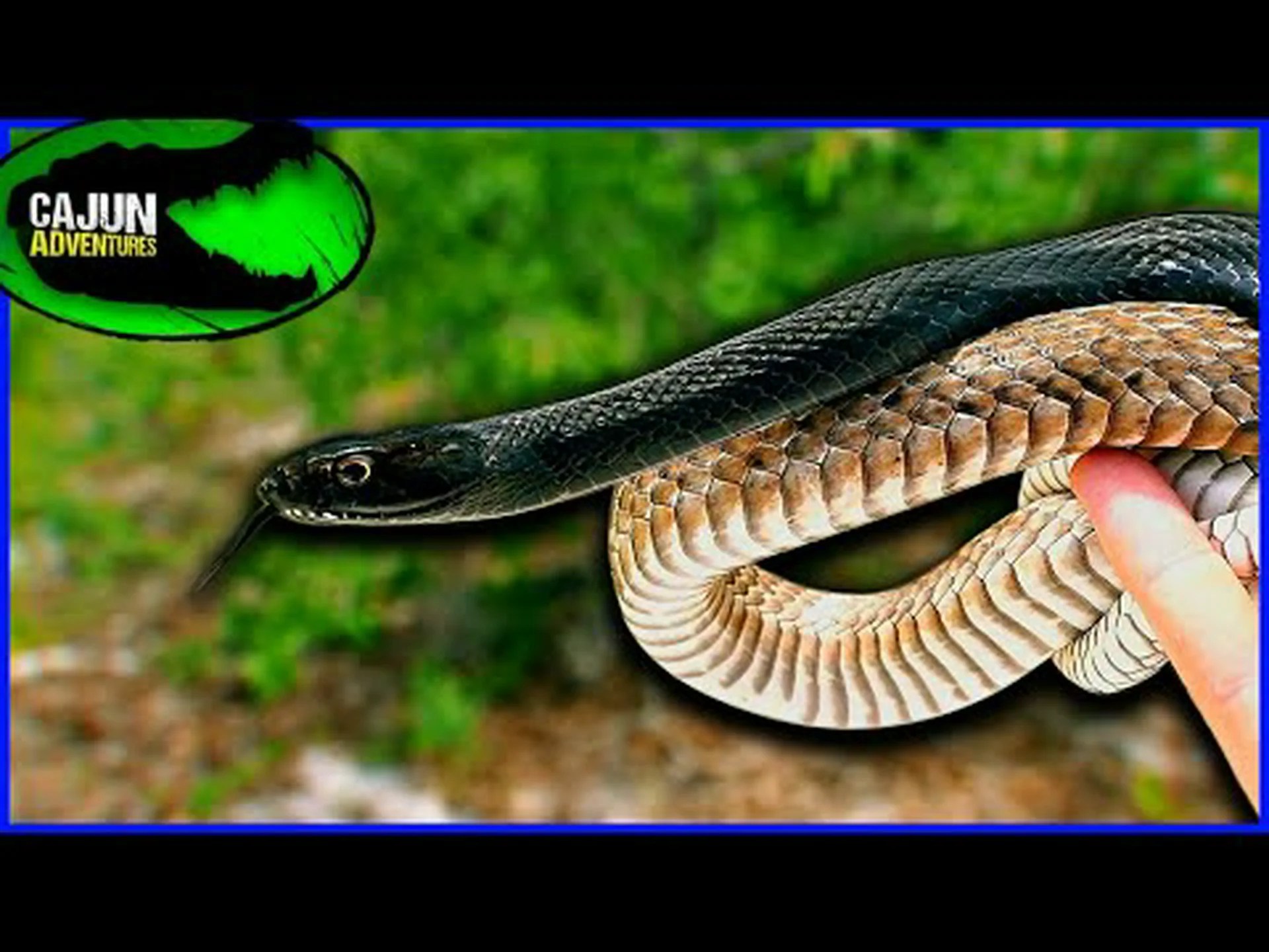 コーチウィップのサイズ比較: どれくらい大きくなりますか? コーチウィップのサイズ比較: どれくらい大きくなりますか?