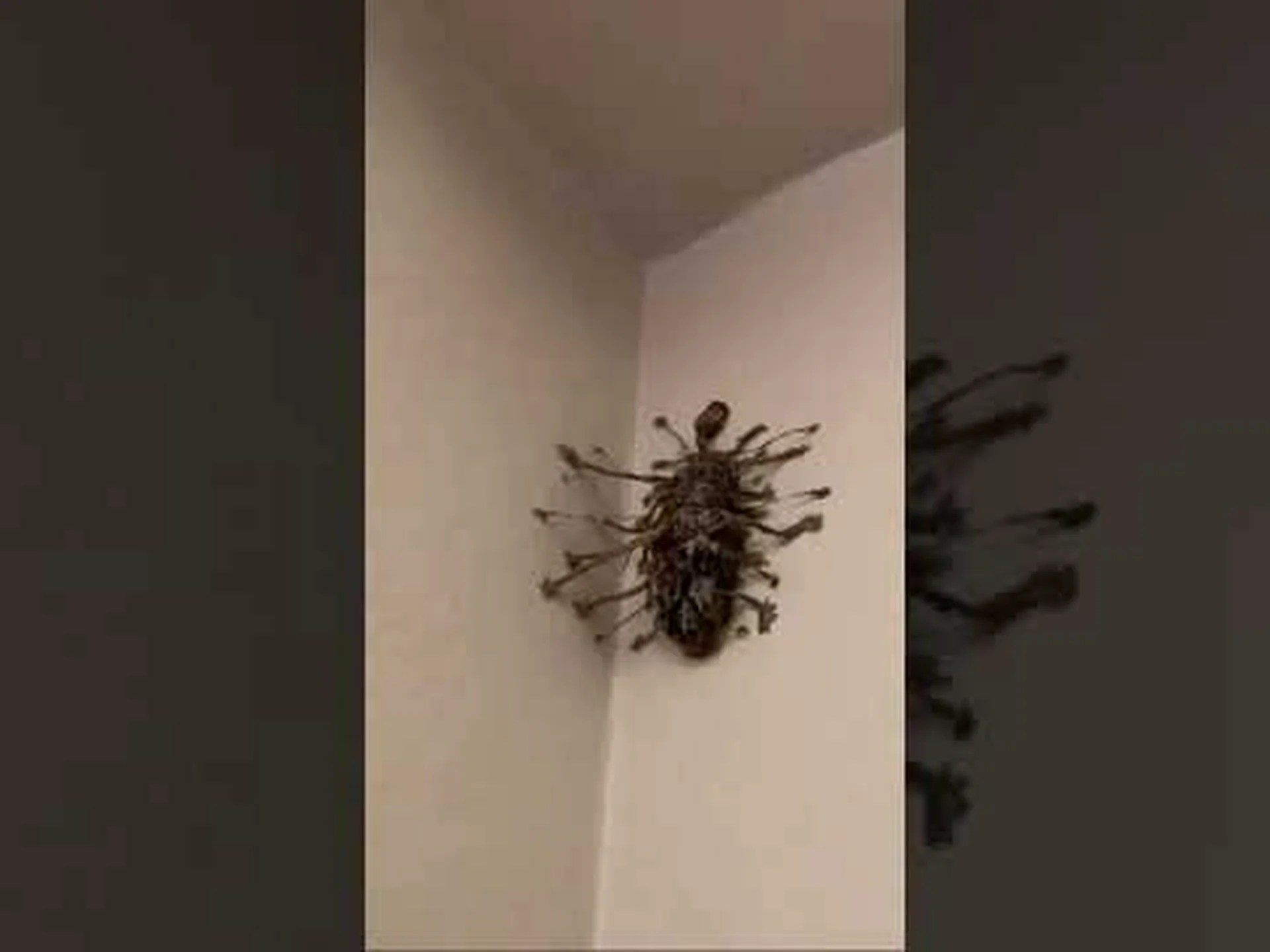 フロリダにたくさんいて刺そうとする迷惑な昆虫 7 匹 フロリダにたくさんいて刺そうとする迷惑な昆虫 7 匹