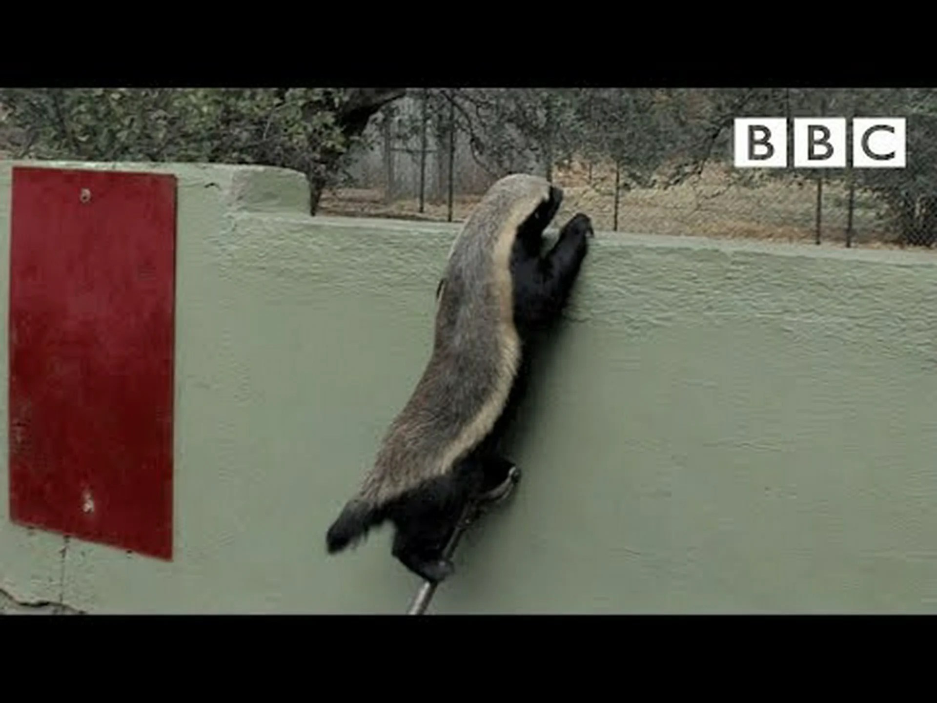 アナグマが鹿を追い払う様子を見て、お祝いしましょう! アナグマが鹿を追い払う様子を見て、お祝いしましょう!