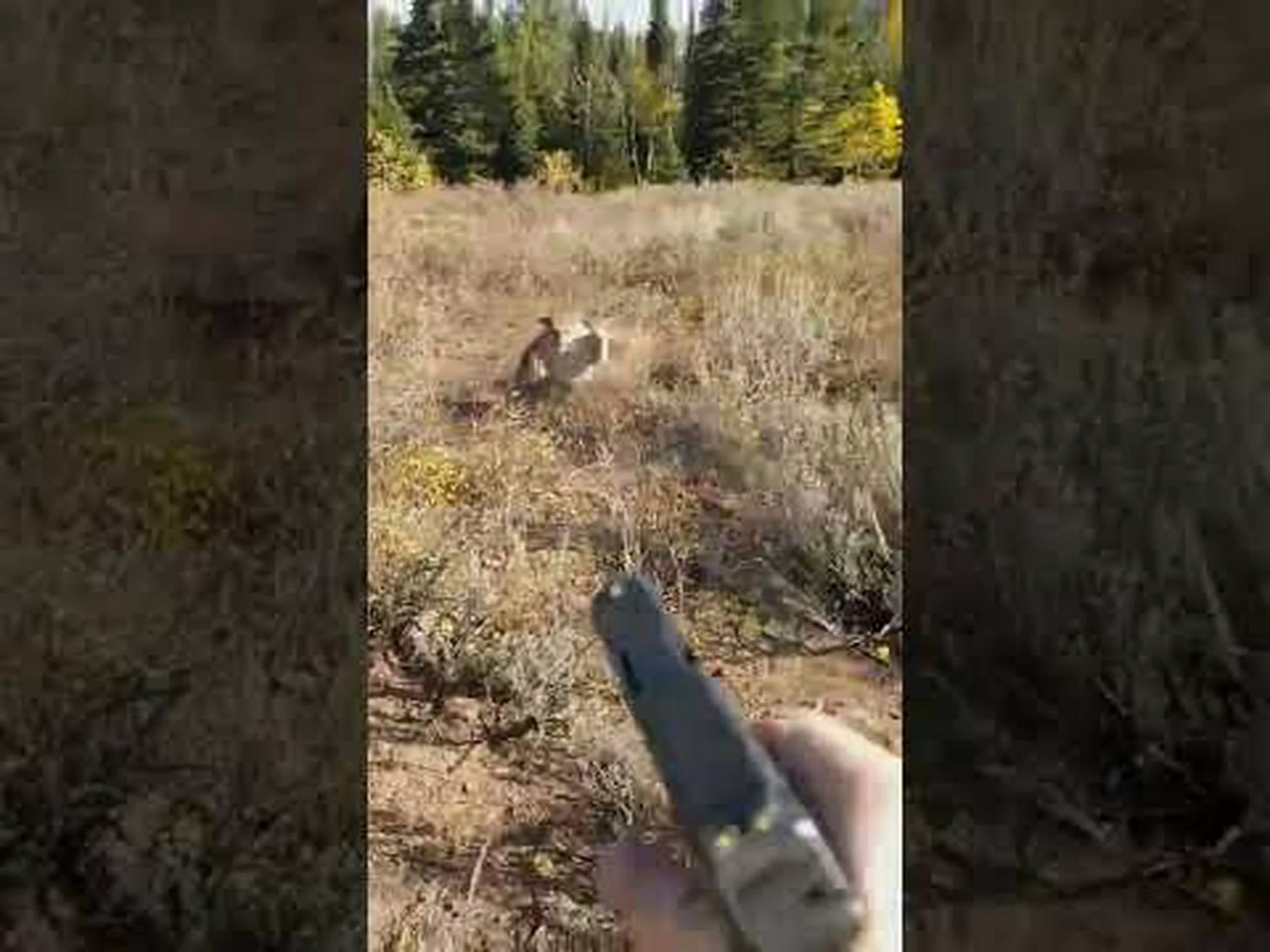 ハイイログマがヘラジカを追いかけ、猛スピードで山を駆け下りる様子を観察しましょう ハイイログマがヘラジカを追いかけ、猛スピードで山を駆け下りる様子を観察しましょう