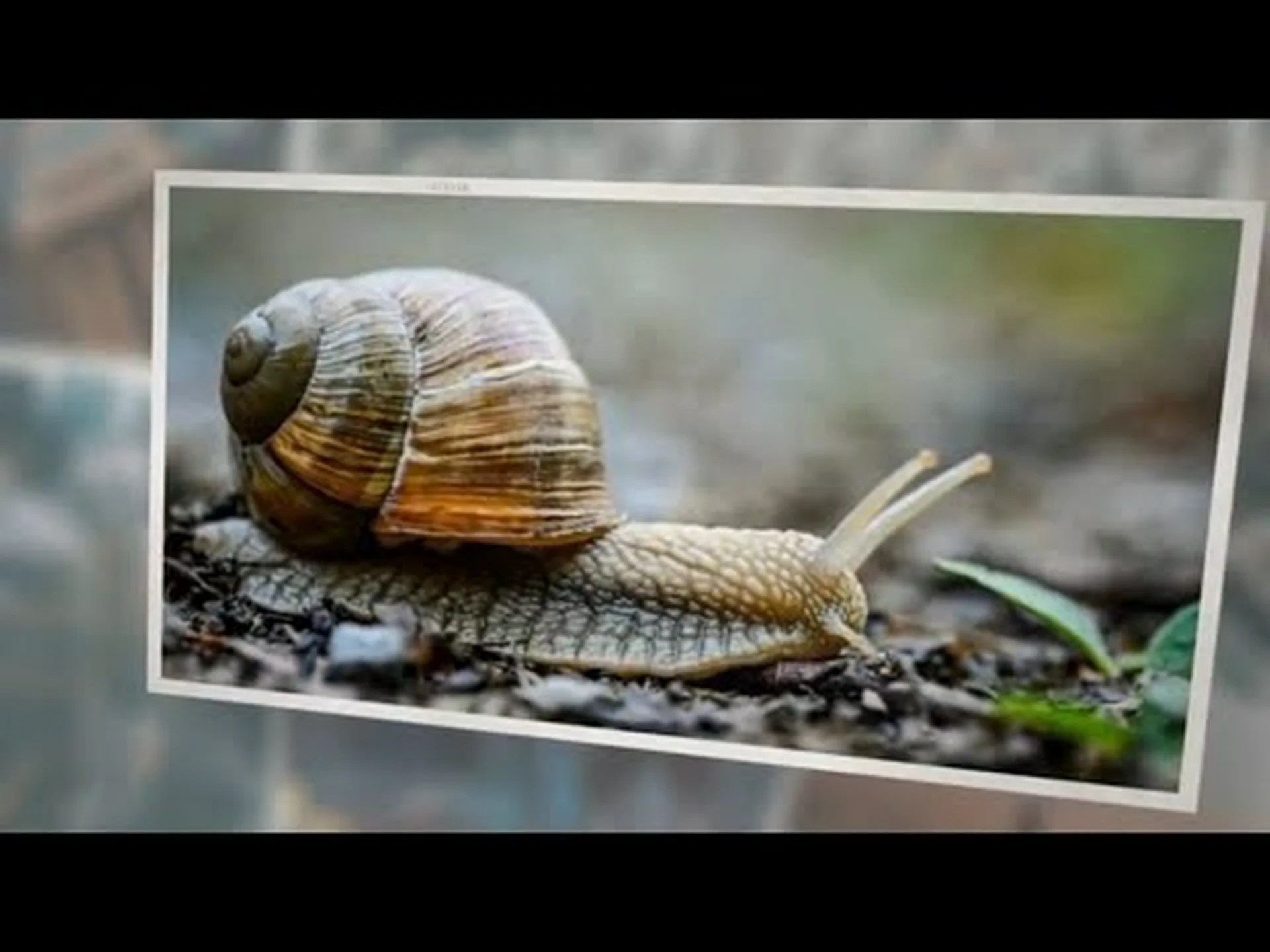 カタツムリは何を食べるのですか?彼らの 5 つ以上の好きな食べ物 カタツムリは何を食べるのですか?彼らの 5 つ以上の好きな食べ物