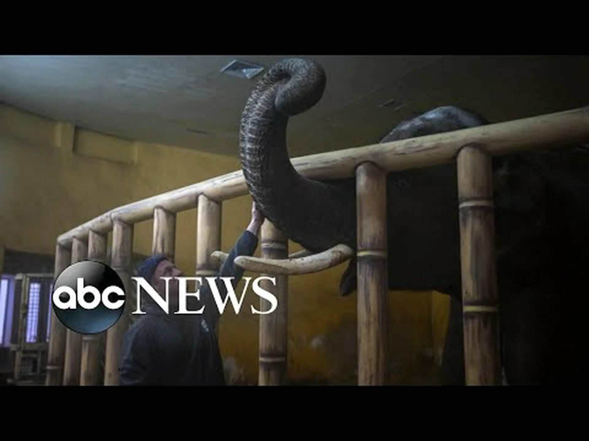 ウクライナの動物園から動物たちが避難する英雄的な姿を発見 ウクライナの動物園から動物たちが避難する英雄的な姿を発見