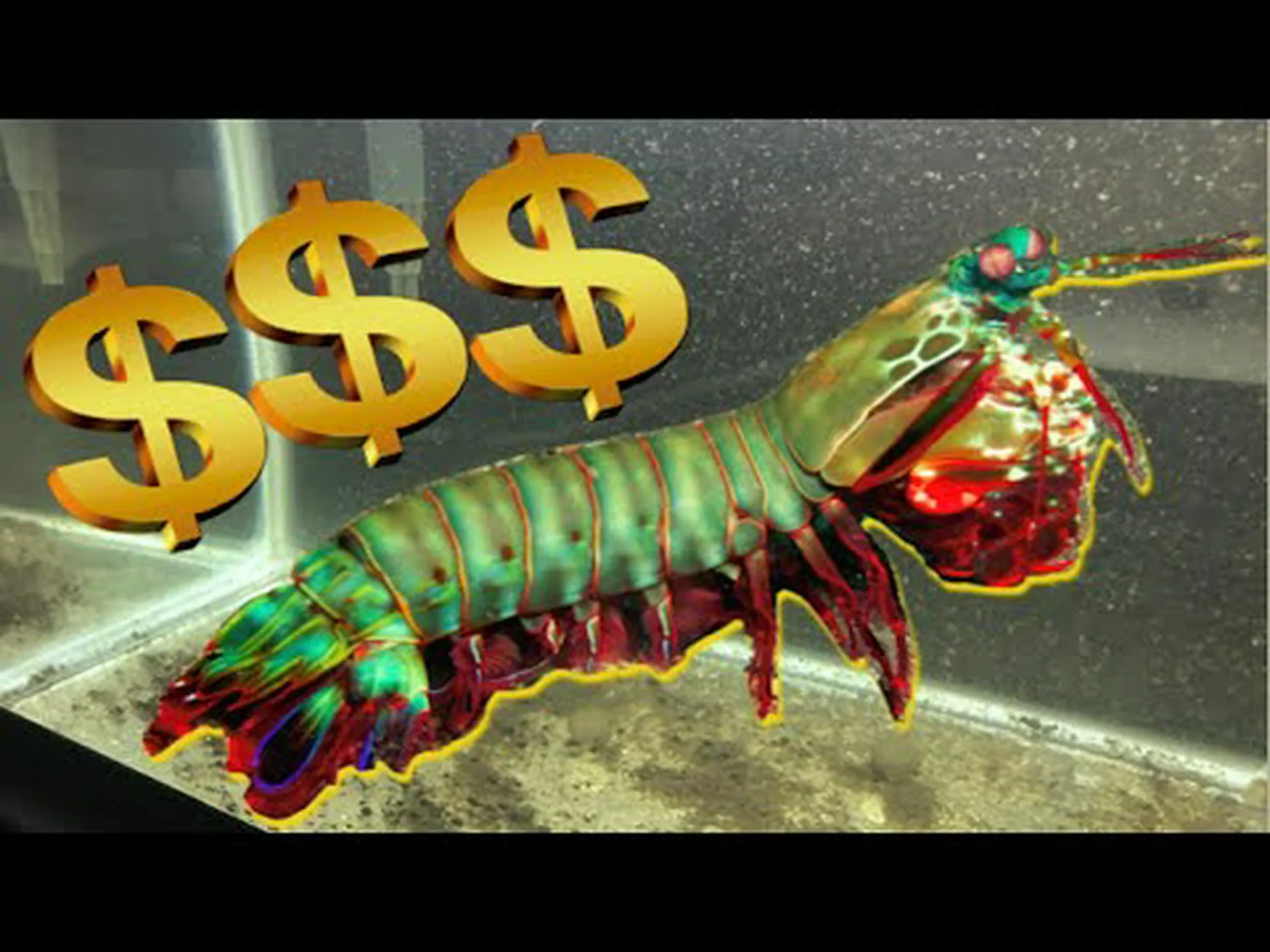 シャコの価格 2024: 購入費用、消耗品、餌など! シャコの価格 2024: 購入費用、消耗品、餌など!