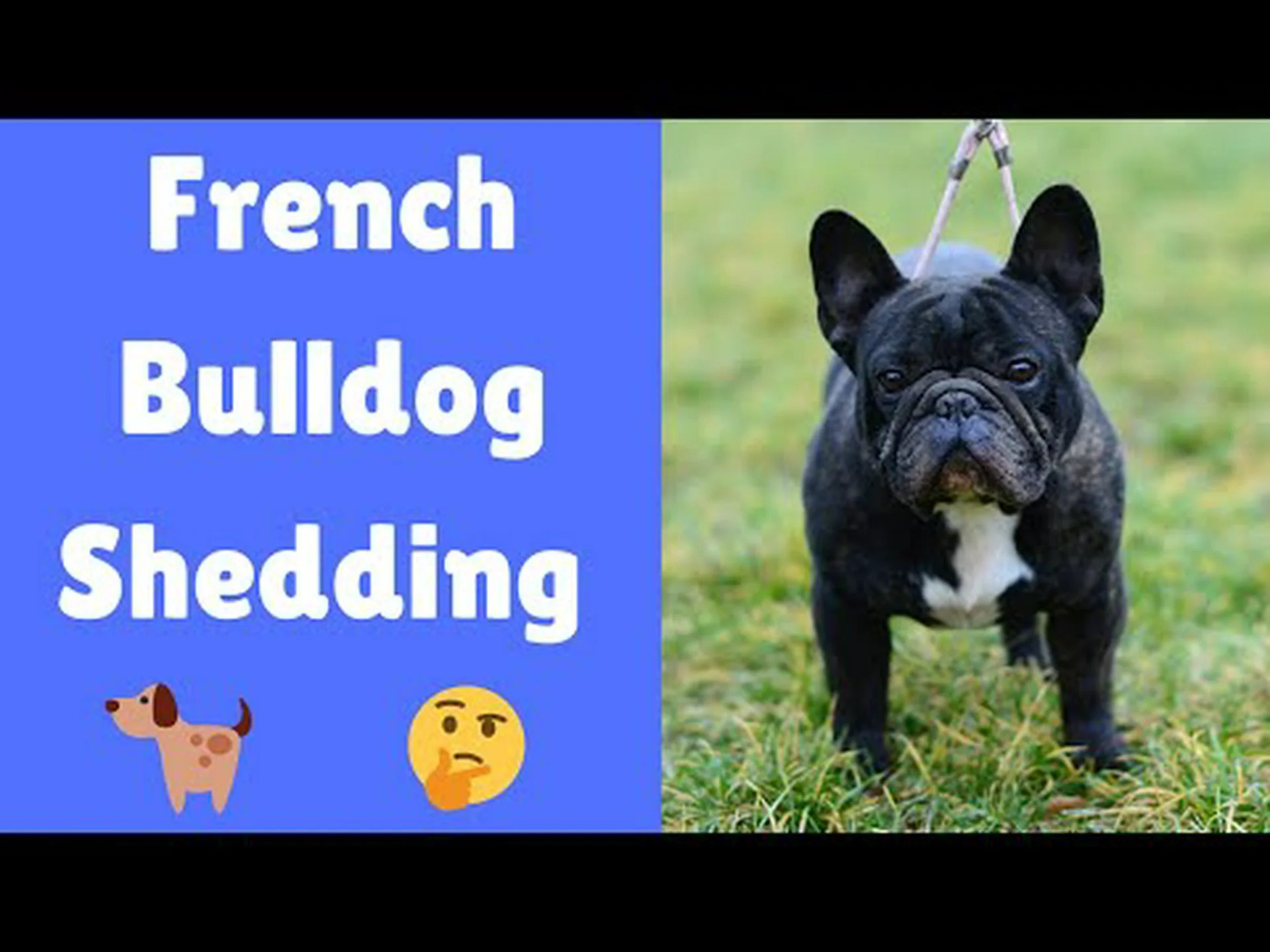 フレンチブルドッグは毛が抜けますか? フレンチブルドッグは毛が抜けますか?