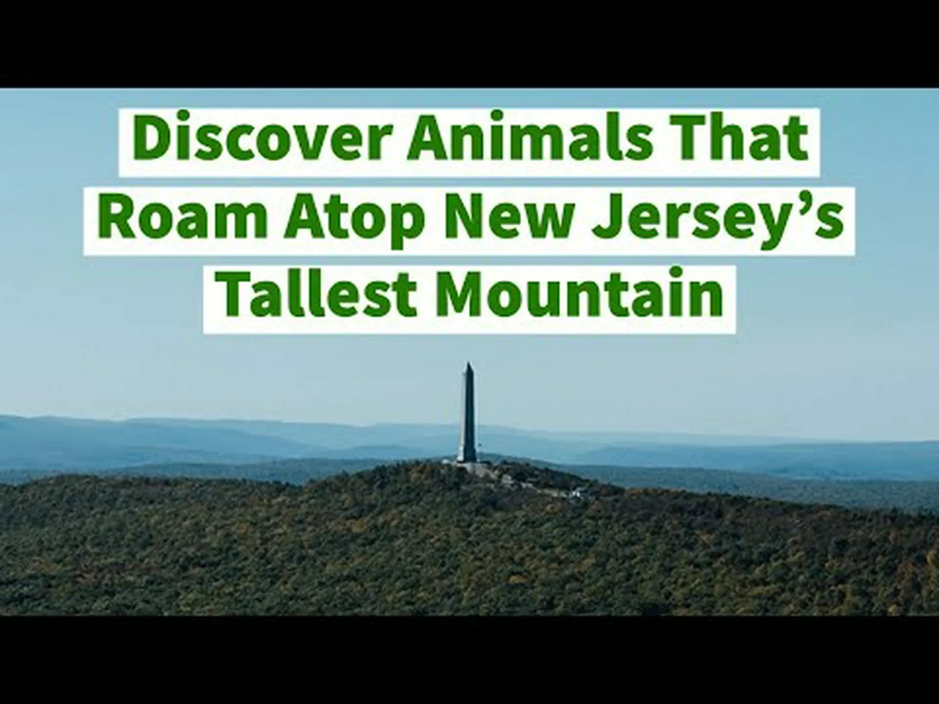 ハワイで一番高い山の頂上に潜む 4 匹の動物を発見 ハワイで一番高い山の頂上に潜む 4 匹の動物を発見