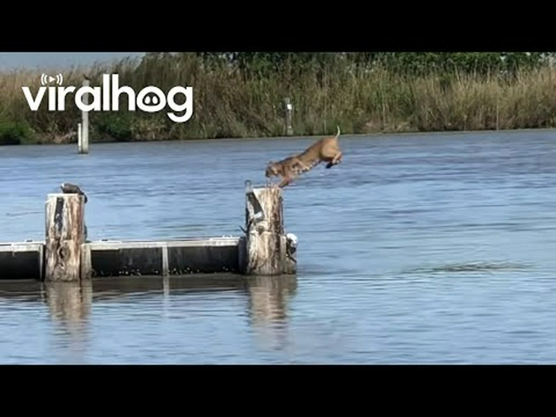 冷たい水を避けるために凍った川を飛び越える機敏なオオヤマネコを観察してください 冷たい水を避けるために凍った川を飛び越える機敏なオオヤマネコを観察してください