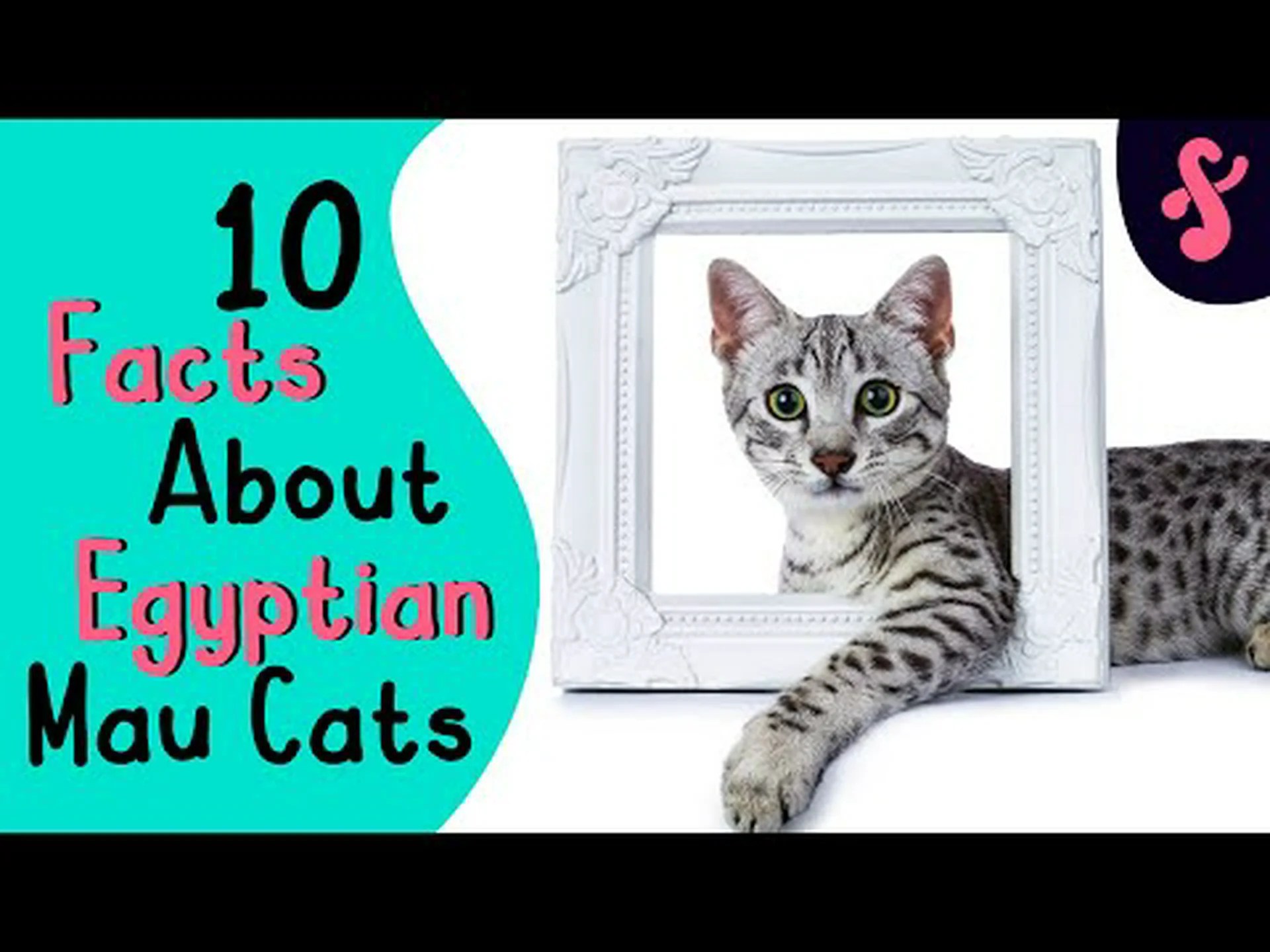 エジプシャンマウの驚くべき10の事実 エジプシャンマウの驚くべき10の事実