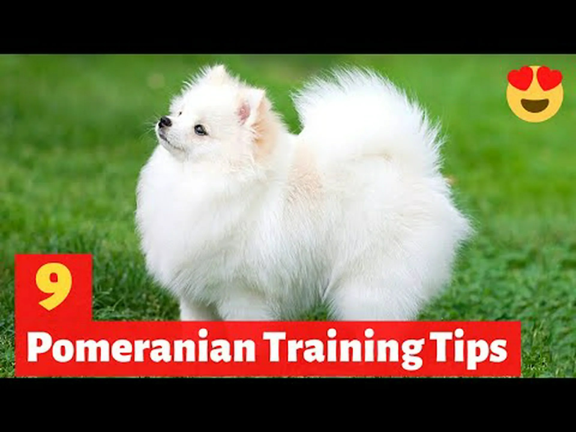 ポメラニアンの進歩: 成長チャート、マイルストーン、トレーニングのヒント ポメラニアンの進歩: 成長チャート、マイルストーン、トレーニングのヒント