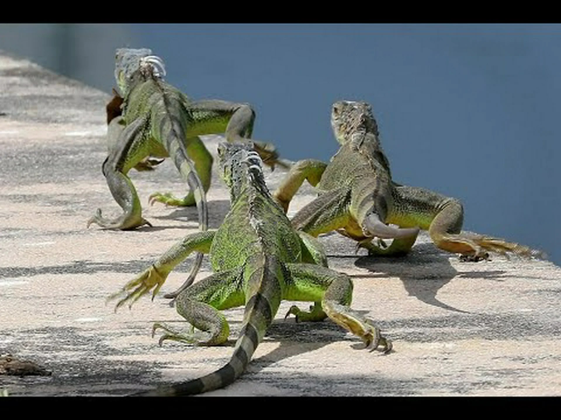 イグアナが絶対に嫌う8つの匂いを発見し、庭に入れないようにしましょう イグアナが絶対に嫌う8つの匂いを発見し、庭に入れないようにしましょう