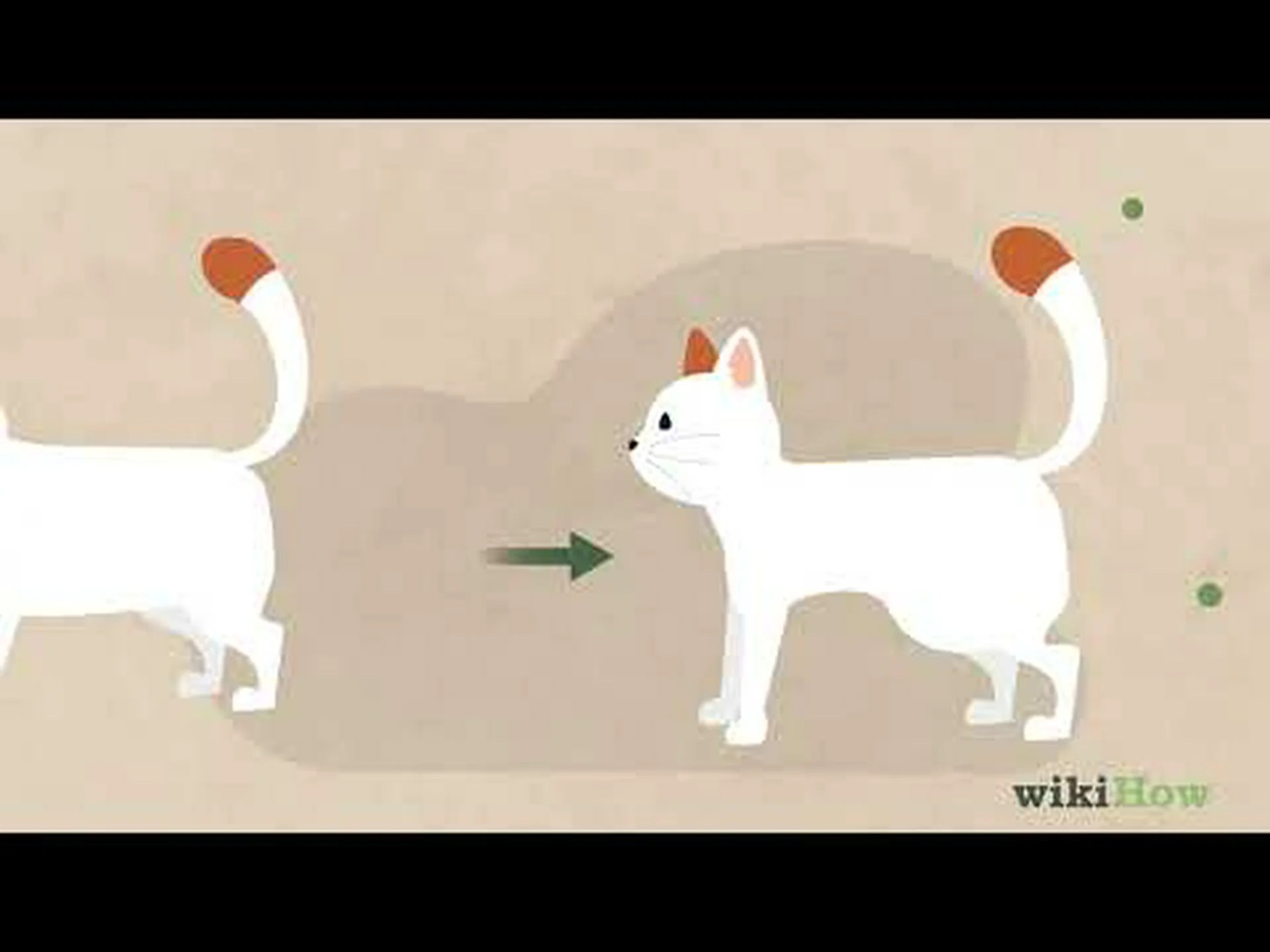 猫の中にいるお米のような虫のことを何と呼ぶか 猫の中にいるお米のような虫のことを何と呼ぶか