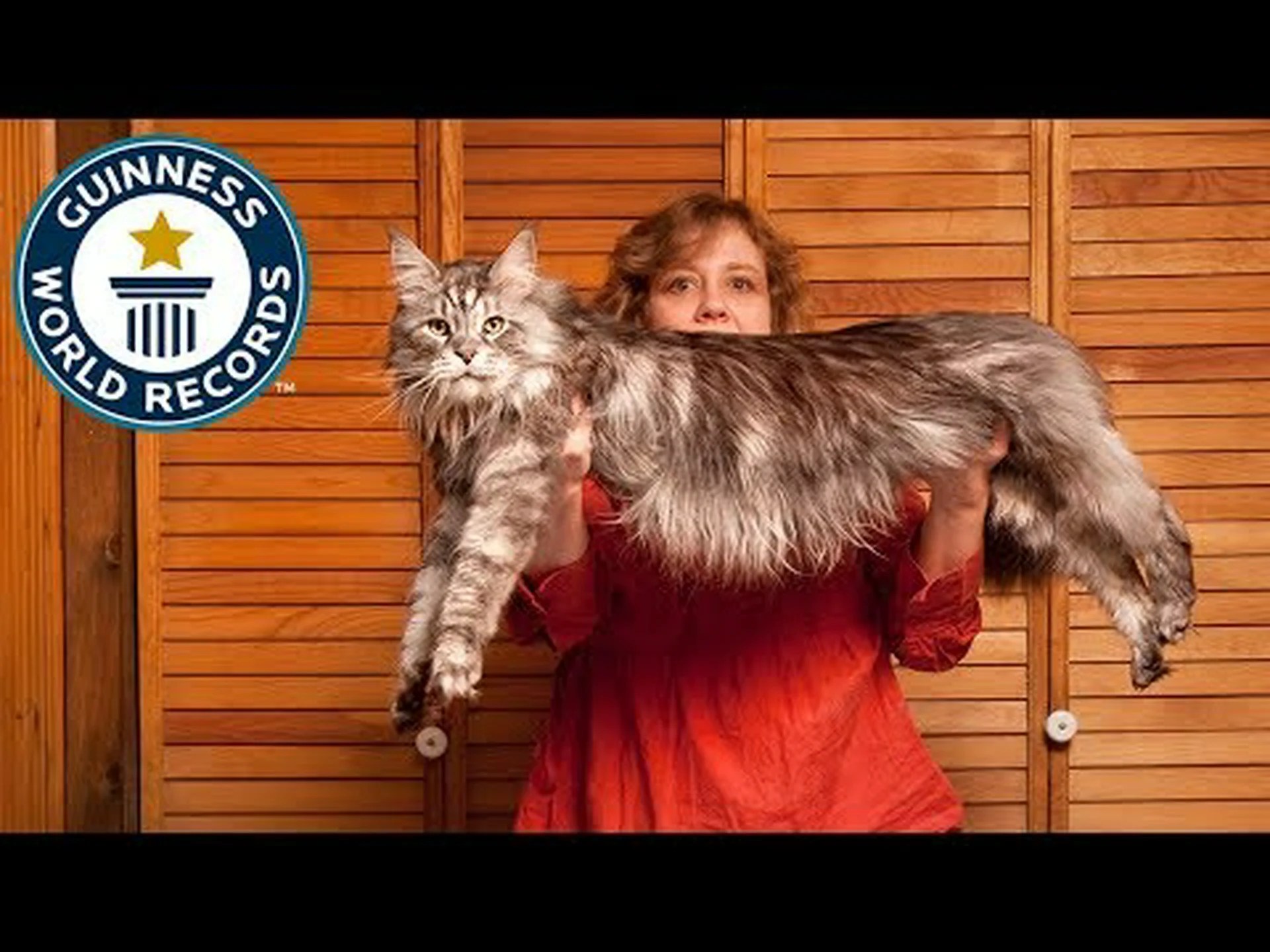 新世界記録: 世界で最も背の高い飼い猫が明らかに 新世界記録: 世界で最も背の高い飼い猫が明らかに