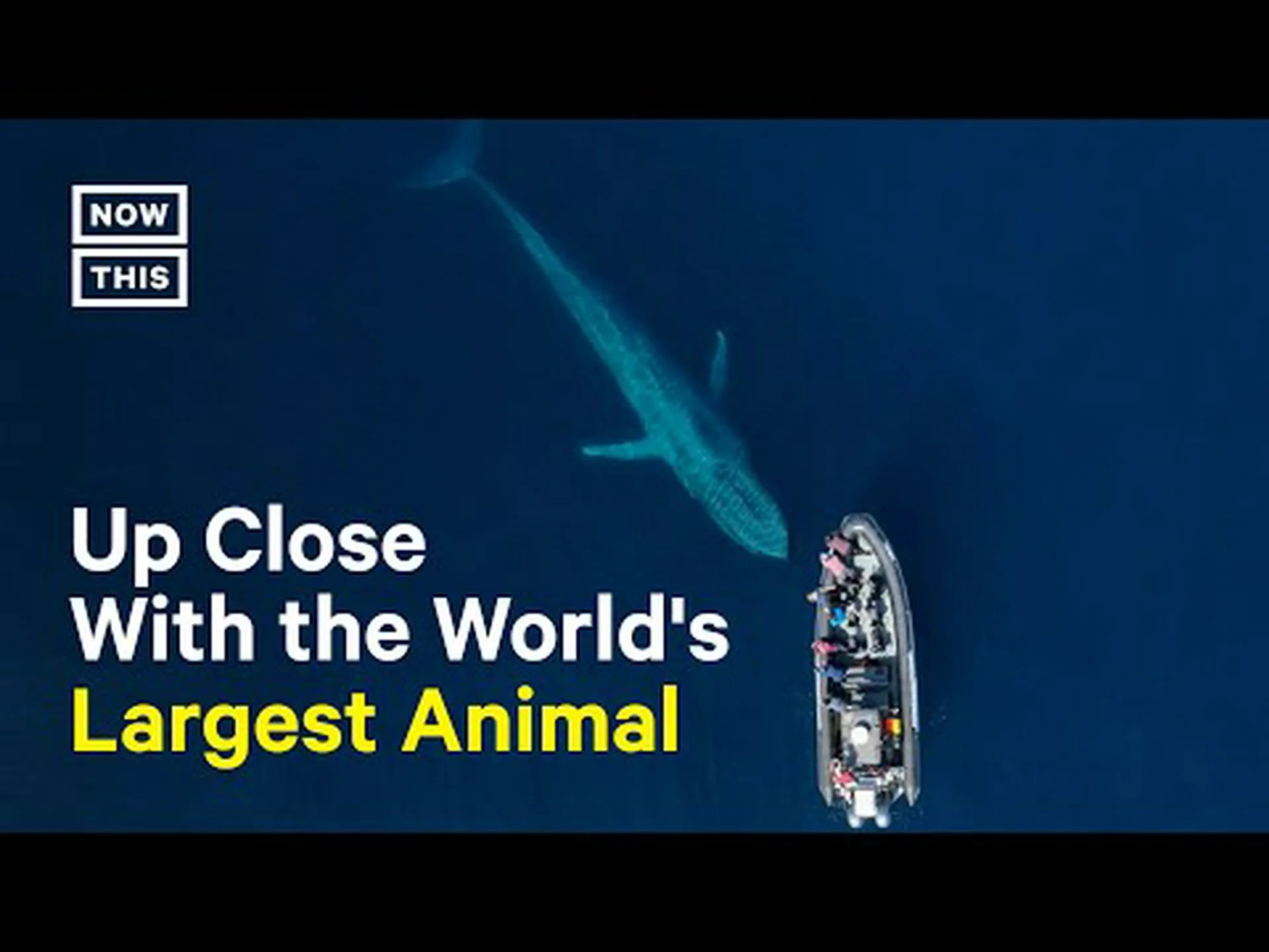 波止場にやってくる遊び心のあるシロナガスクジラを観察する 波止場にやってくる遊び心のあるシロナガスクジラを観察する