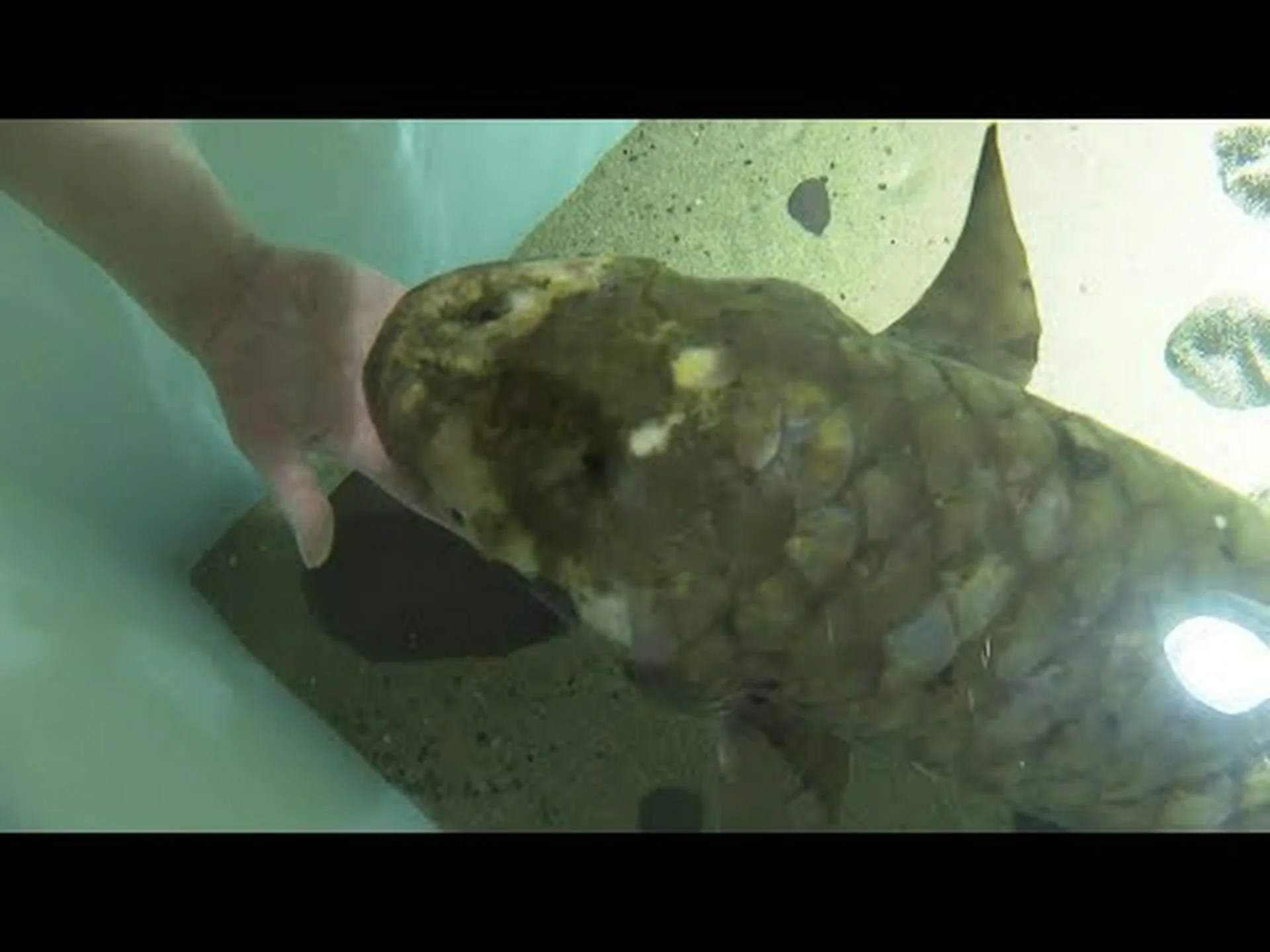 現存する最古の観賞魚は驚くほど老化している 現存する最古の観賞魚は驚くほど老化している