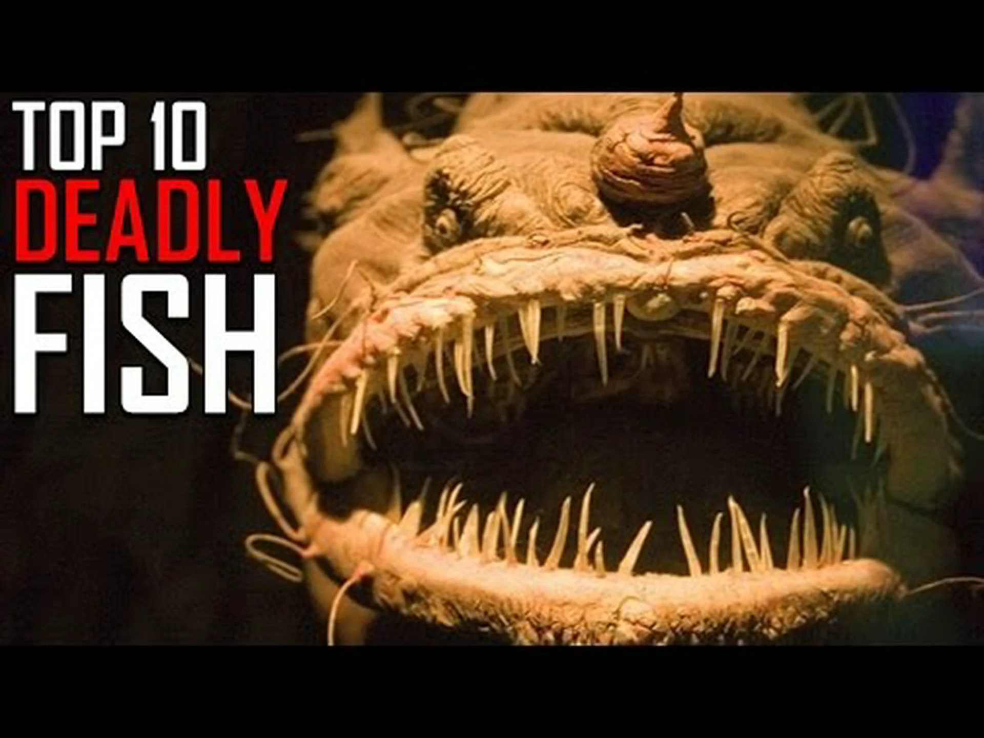 致命的な魚: 世界で最も致命的な魚 10 匹 致命的な魚: 世界で最も致命的な魚 10 匹