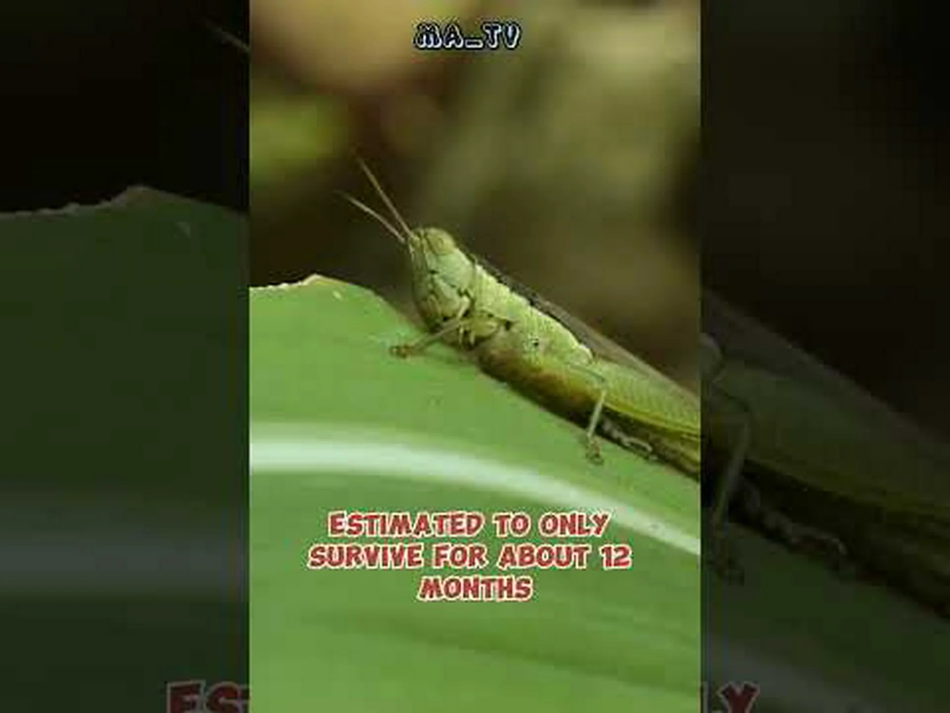 バッタの寿命: バッタはどのくらい生きますか? バッタの寿命: バッタはどのくらい生きますか?