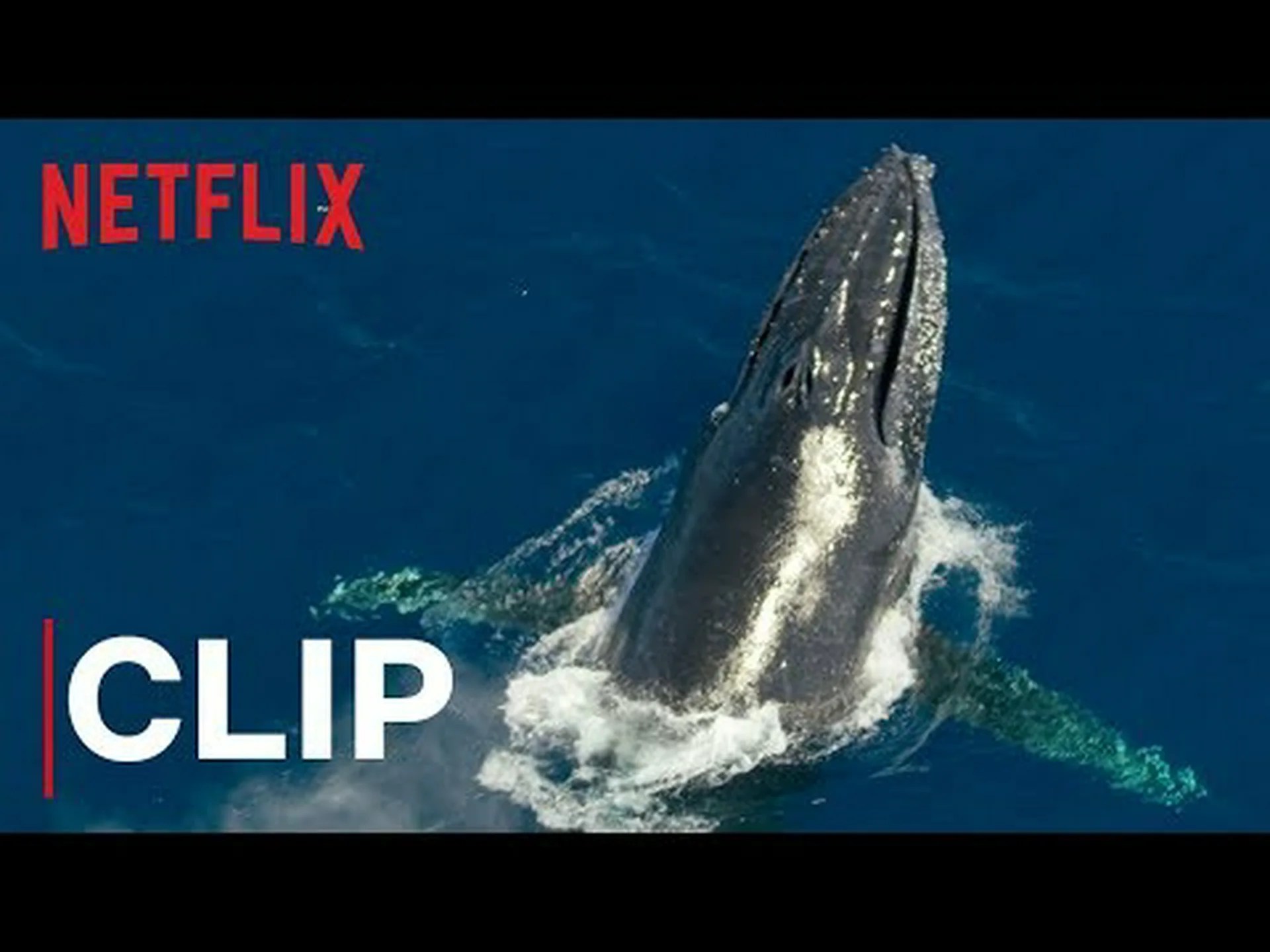 巨大なザトウクジラが深海から現れ、近くの観客を浸す様子を観察しましょう 巨大なザトウクジラが深海から現れ、近くの観客を浸す様子を観察しましょう