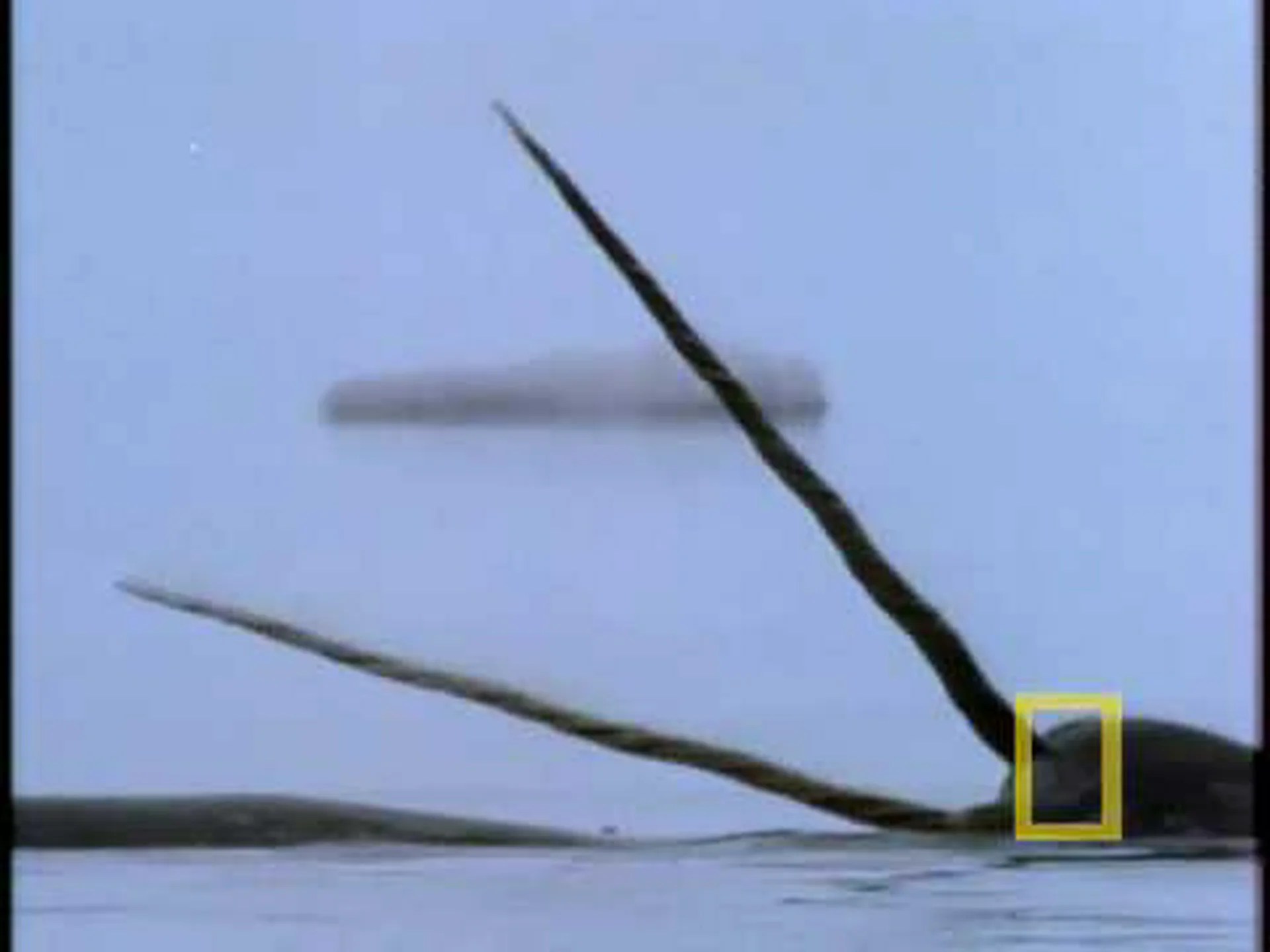 イッカクの牙: 世界最長の歯 イッカクの牙: 世界最長の歯