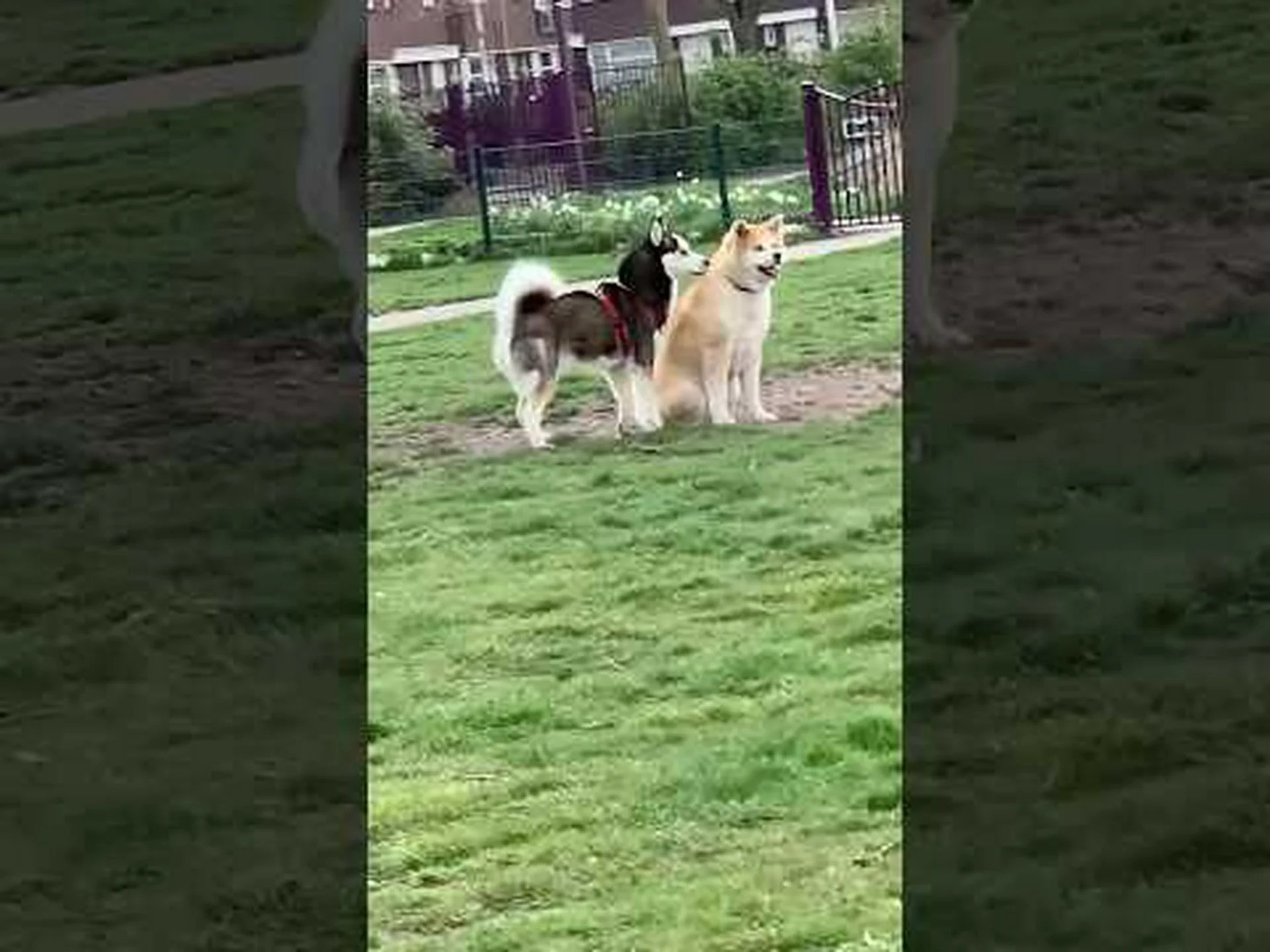 秋田犬とシベリアンハスキーの違いは何ですか? 秋田犬とシベリアンハスキーの違いは何ですか?