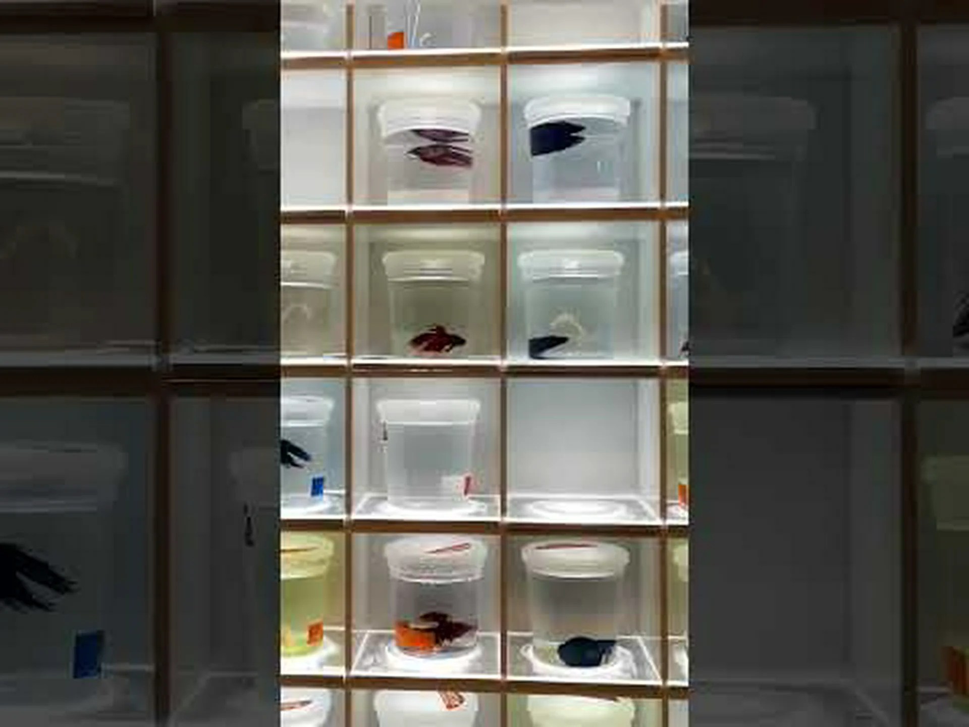 最も希少で最もユニークなベタの 20 種類の魚の色を発見 最も希少で最もユニークなベタの 20 種類の魚の色を発見