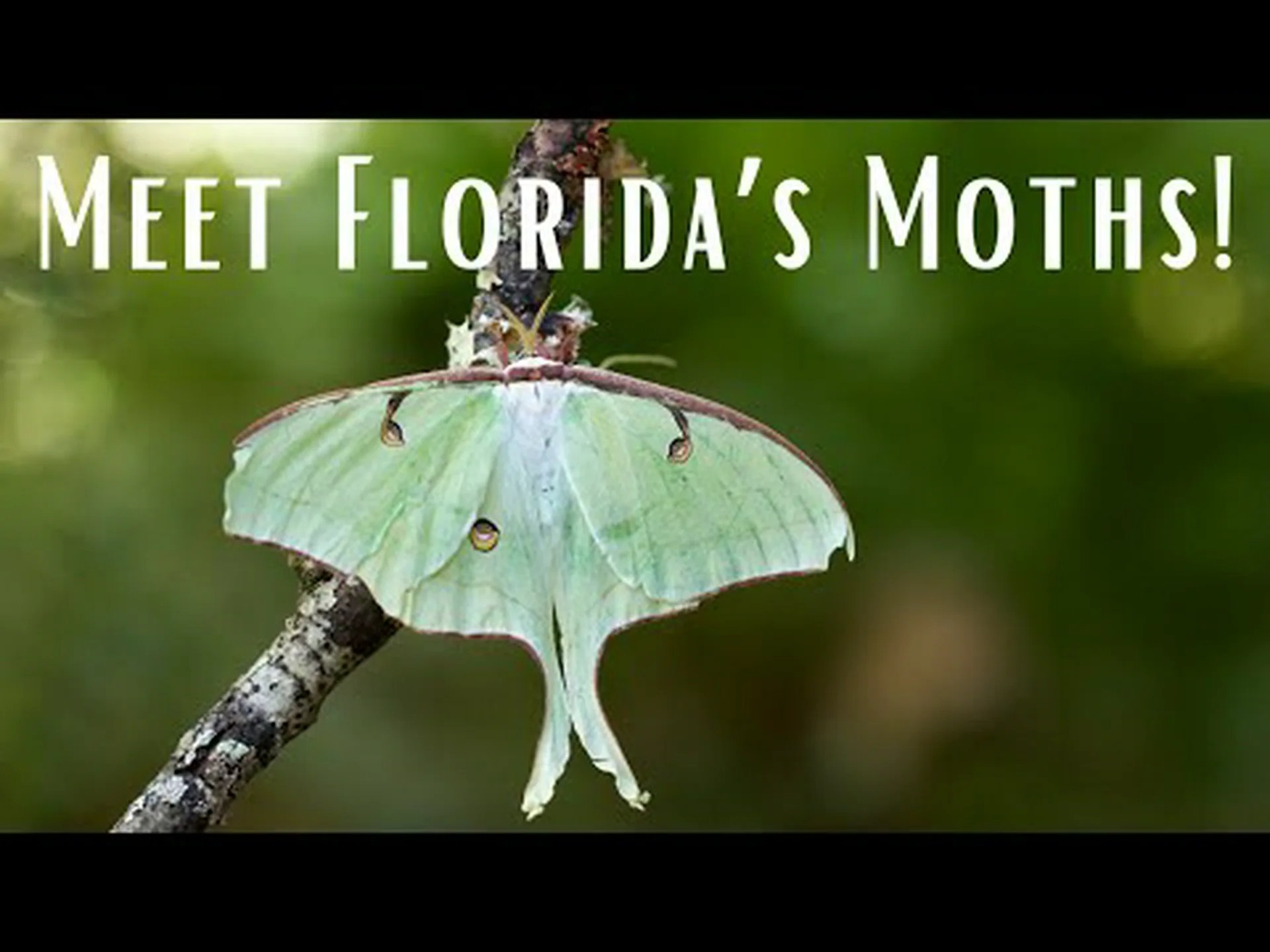 フロリダでよく見かける11の蛾 フロリダでよく見かける11の蛾