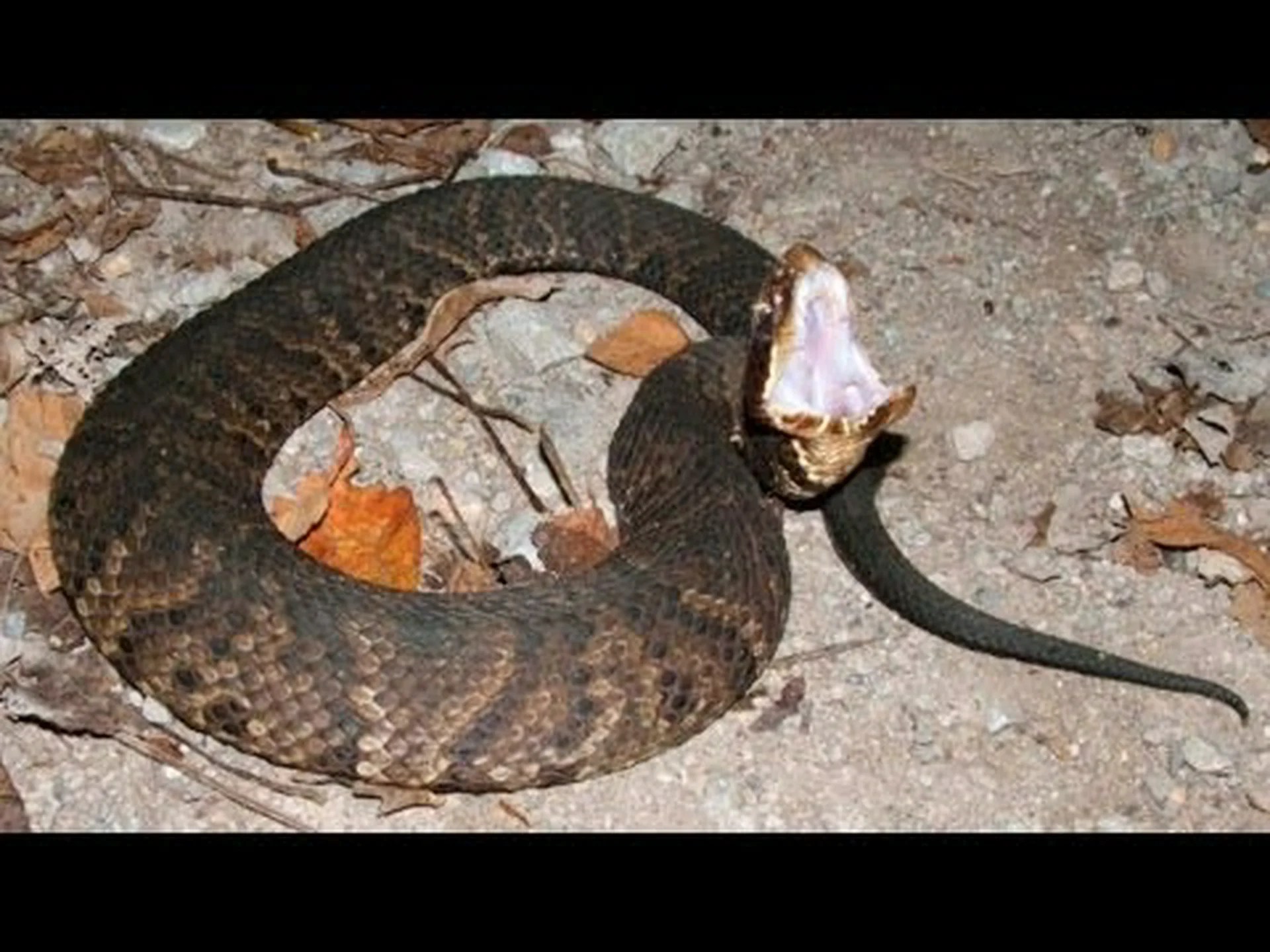 オクラホマ州で 5 種類のガラガラヘビを発見 オクラホマ州で 5 種類のガラガラヘビを発見