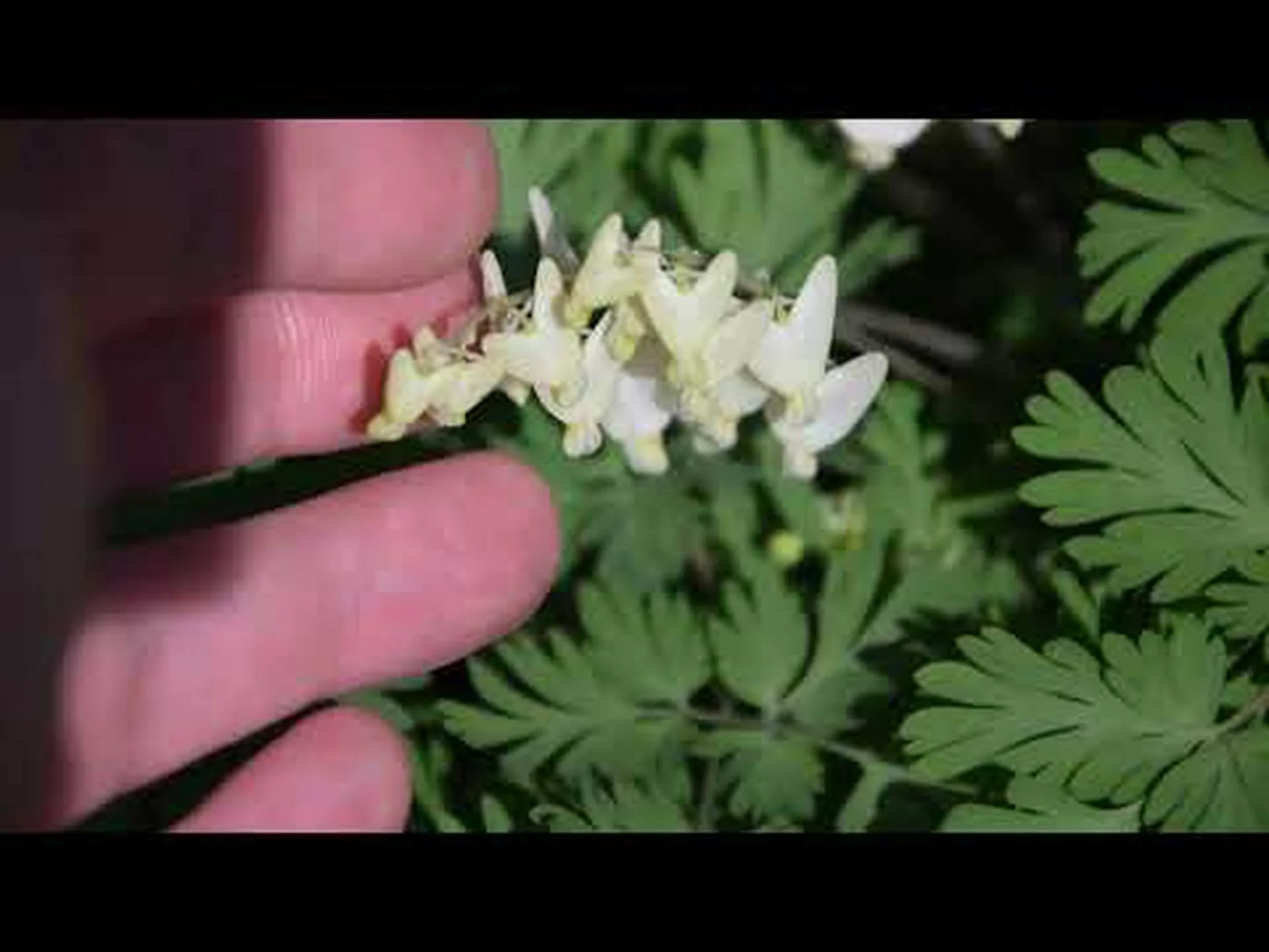 ダッチマンズボンとブリーディングハート: 違いは何ですか? ダッチマンズボンとブリーディングハート: 違いは何ですか?