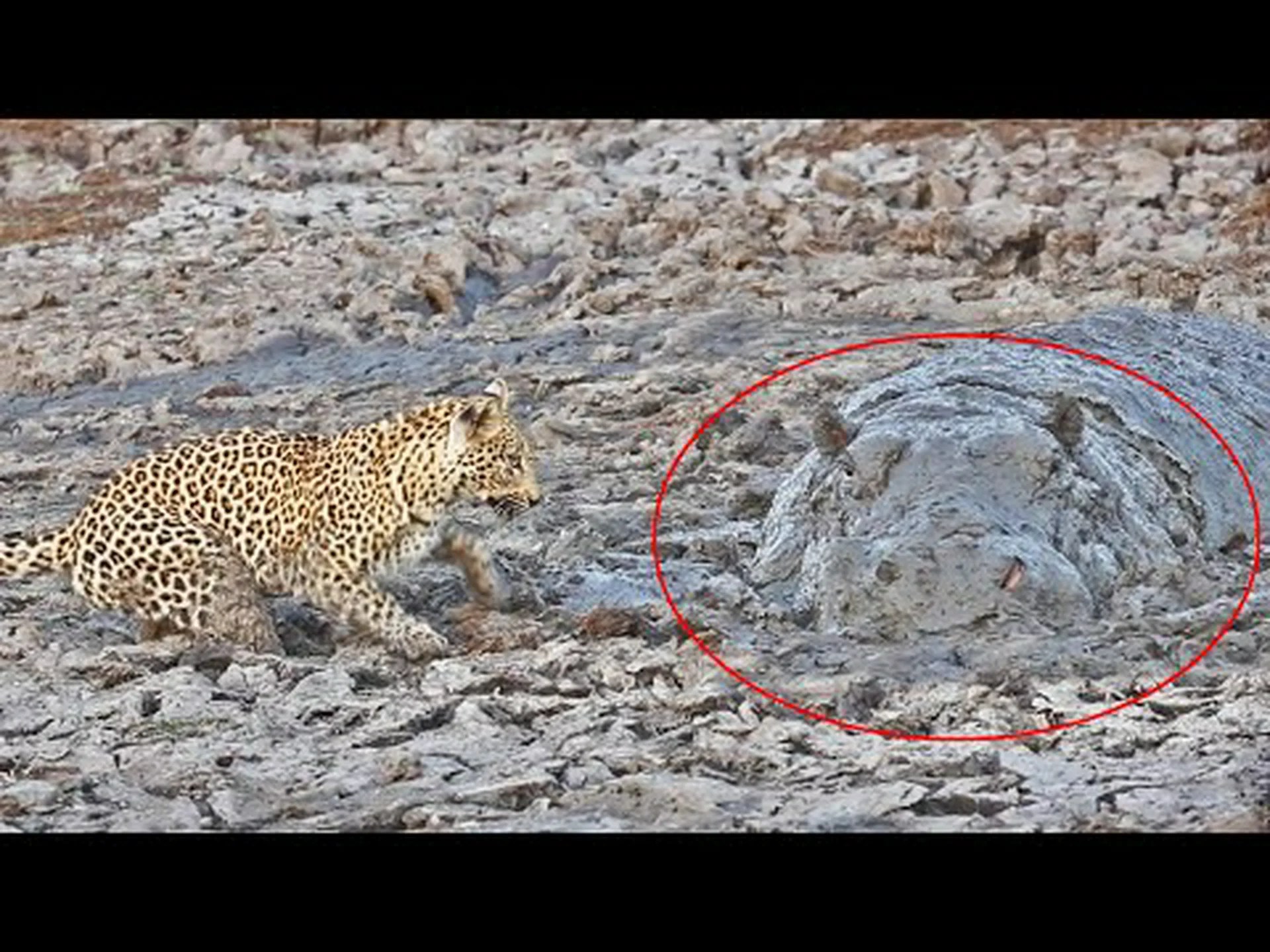 ヒョウが誤ってカバを狩り、後で食事をするために戻ってくる様子を観察する ヒョウが誤ってカバを狩り、後で食事をするために戻ってくる様子を観察する
