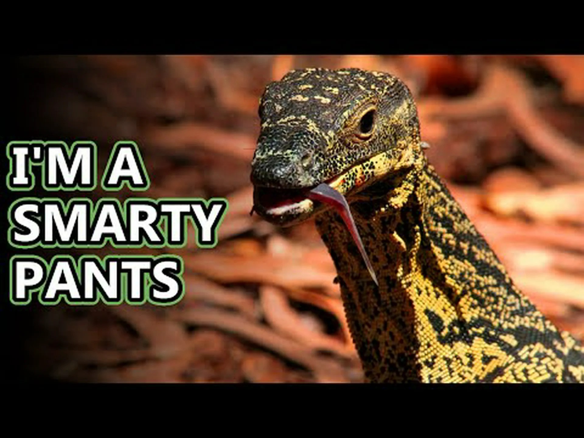 オオトカゲの驚くべき 12 の事実 オオトカゲの驚くべき 12 の事実