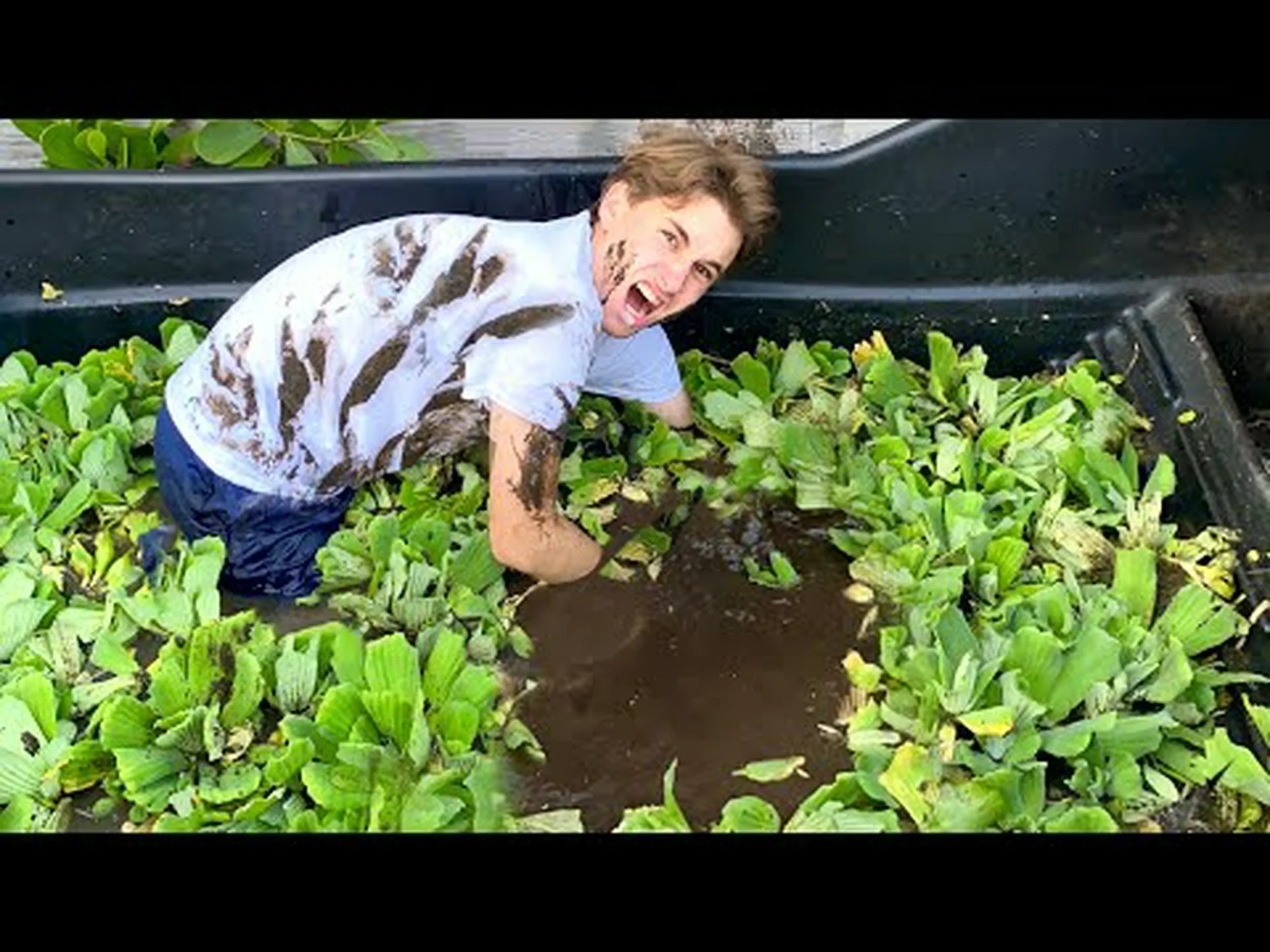 この怪物のカメが人間の池に侵入し、魚を食い荒らす様子を観察してください この怪物のカメが人間の池に侵入し、魚を食い荒らす様子を観察してください